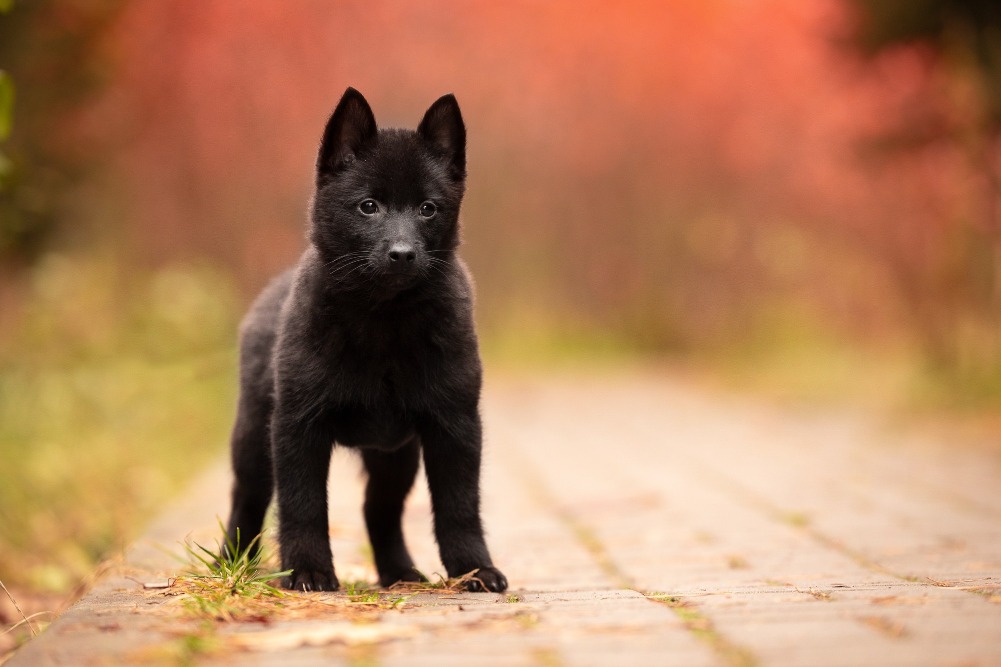 Фотосъёмки щенков. Фотограф-анималист Natalia Deingel | Фотосъемка собак в Москве