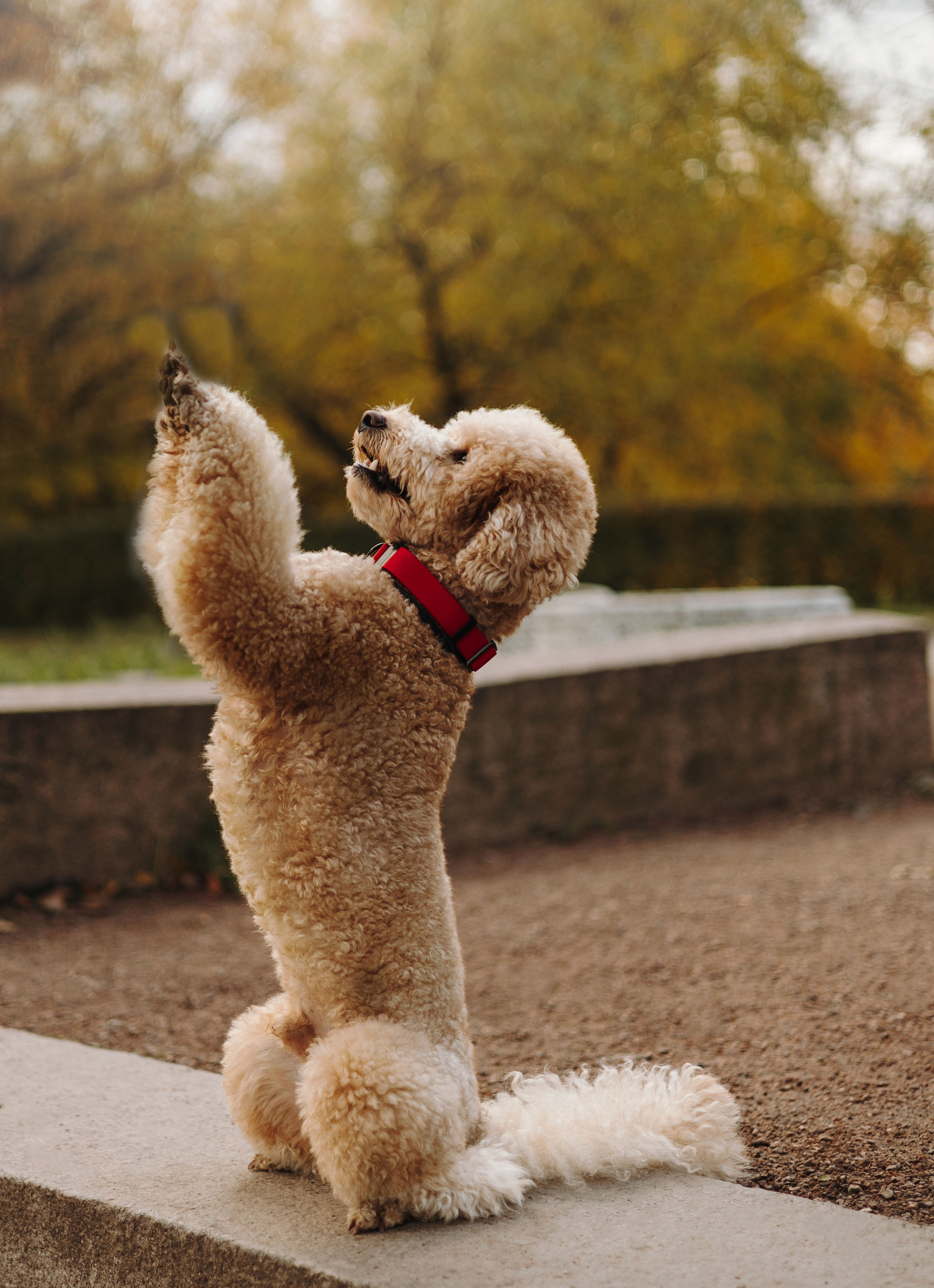Полина, Рома и Рич. Фотограф животных Евгения Верцинская