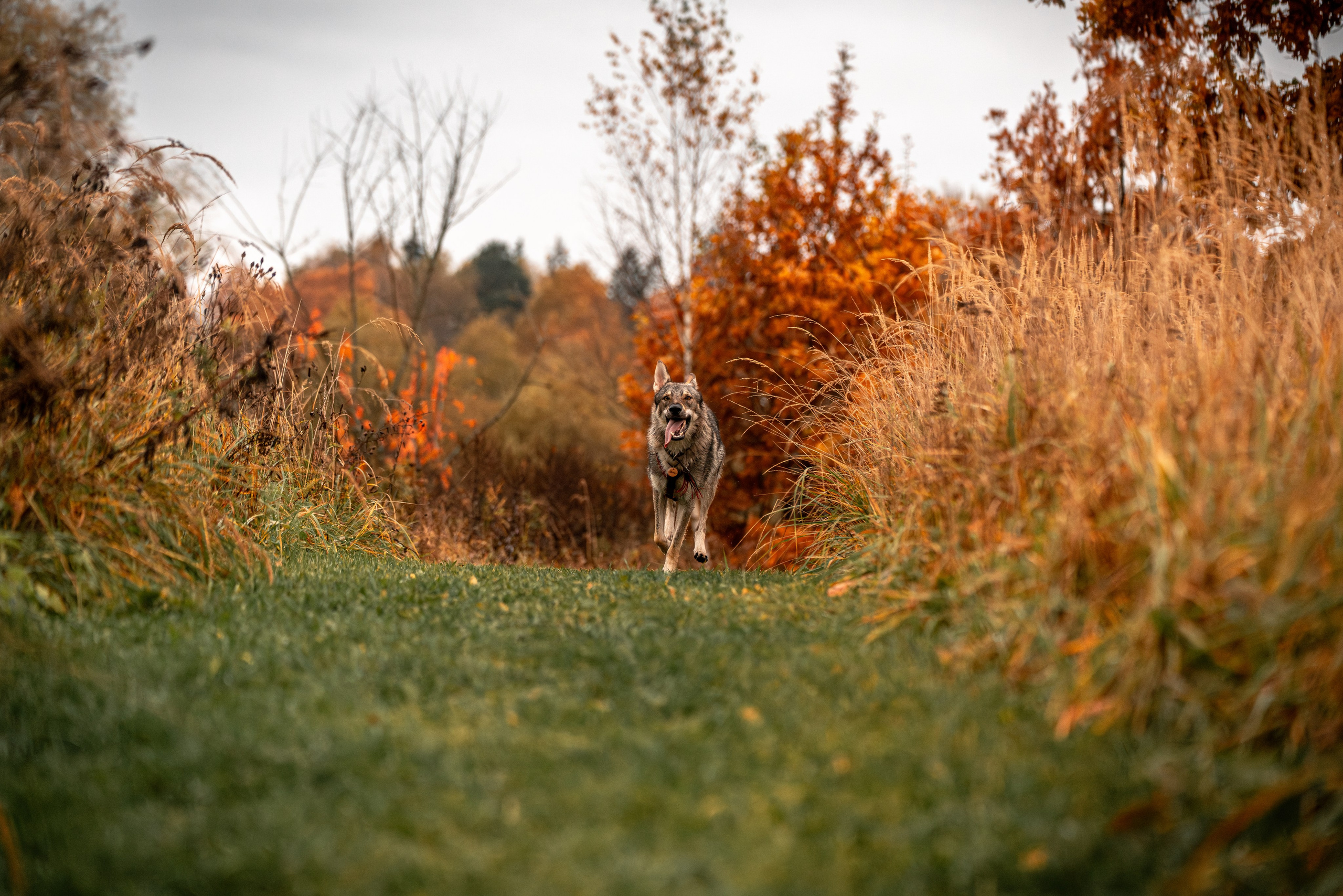 ФОТОПАМЯТЬ ВАШИХ ЭМОЦИЙ. Фотограф-анималист, семейный фотограф в Москве и Подмосковье. Фотосъёмка кинологических дисциплин