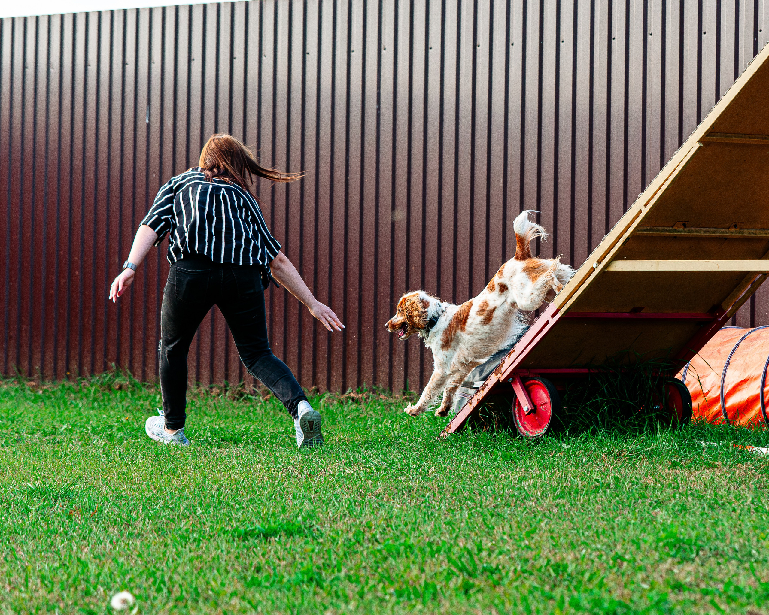 Ваш путь к ПОБЕДЕ (ТРЕНИРОВКИ). Фотограф-анималист, семейный фотограф в Москве и Подмосковье. Фотосъёмка кинологических дисциплин