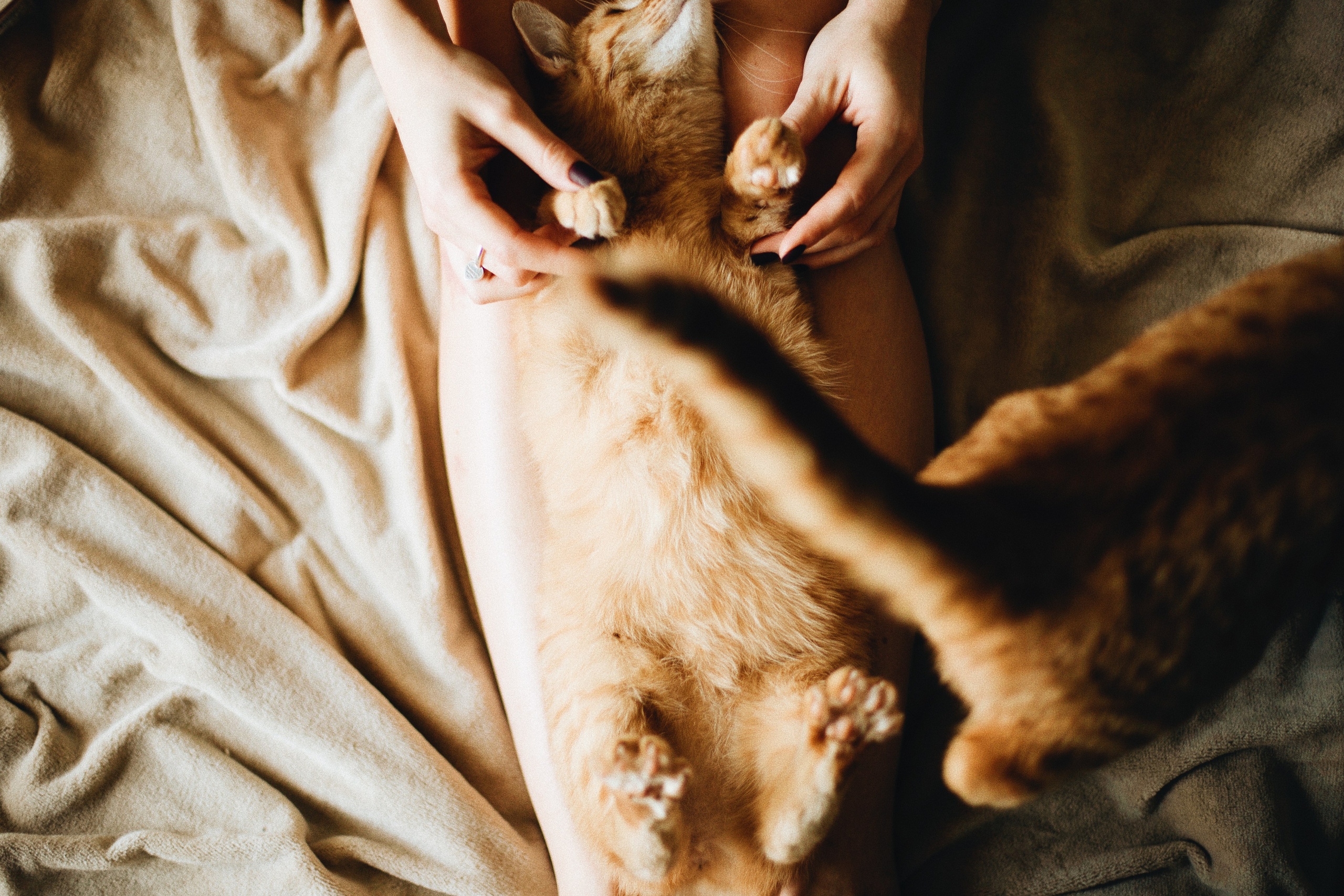 Катя, Булочка и Пирожок дома. Фотограф анималист Кристина Карпова, Москва