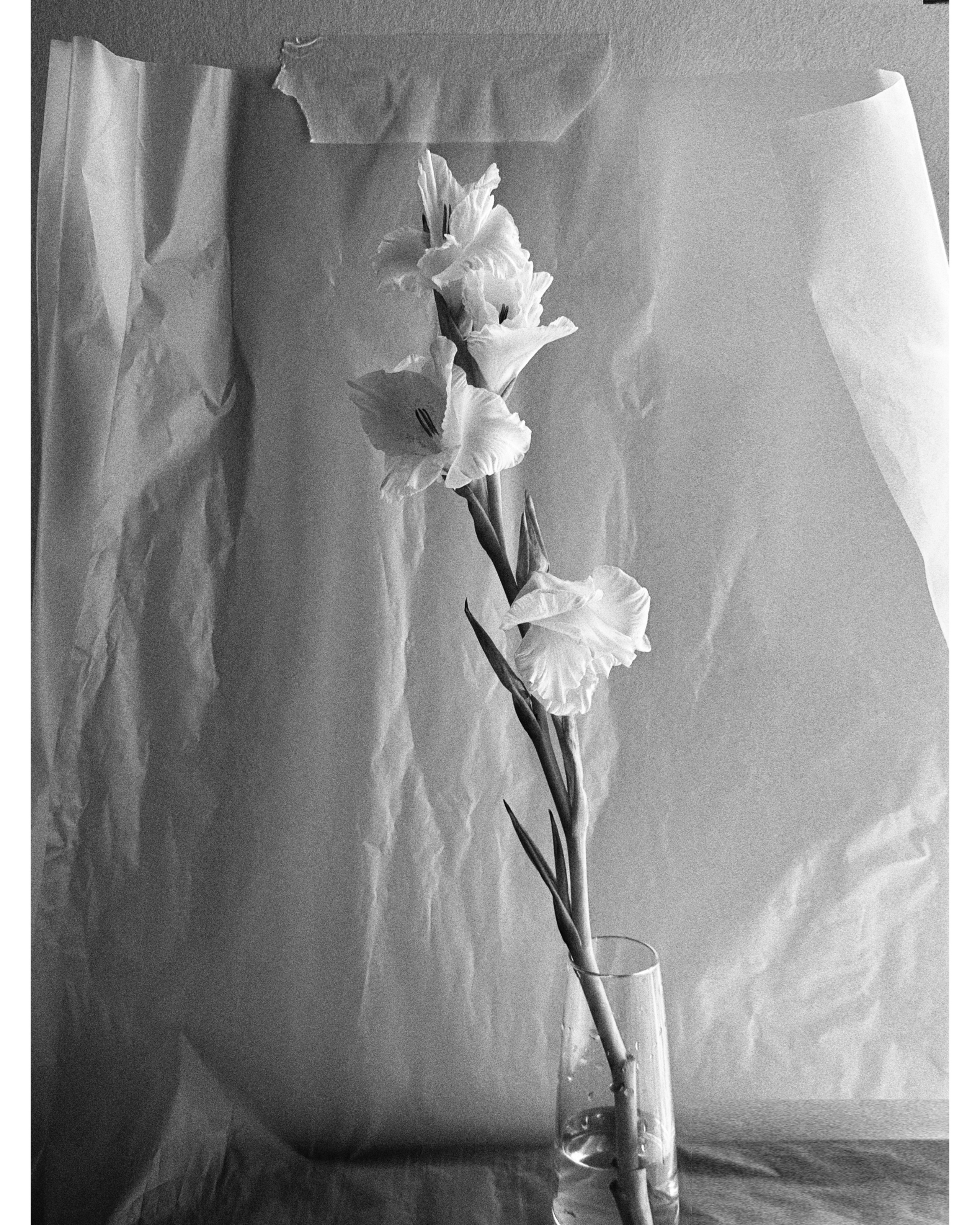 Фотограф в Санкт-Петербурге Светлана Шелковская