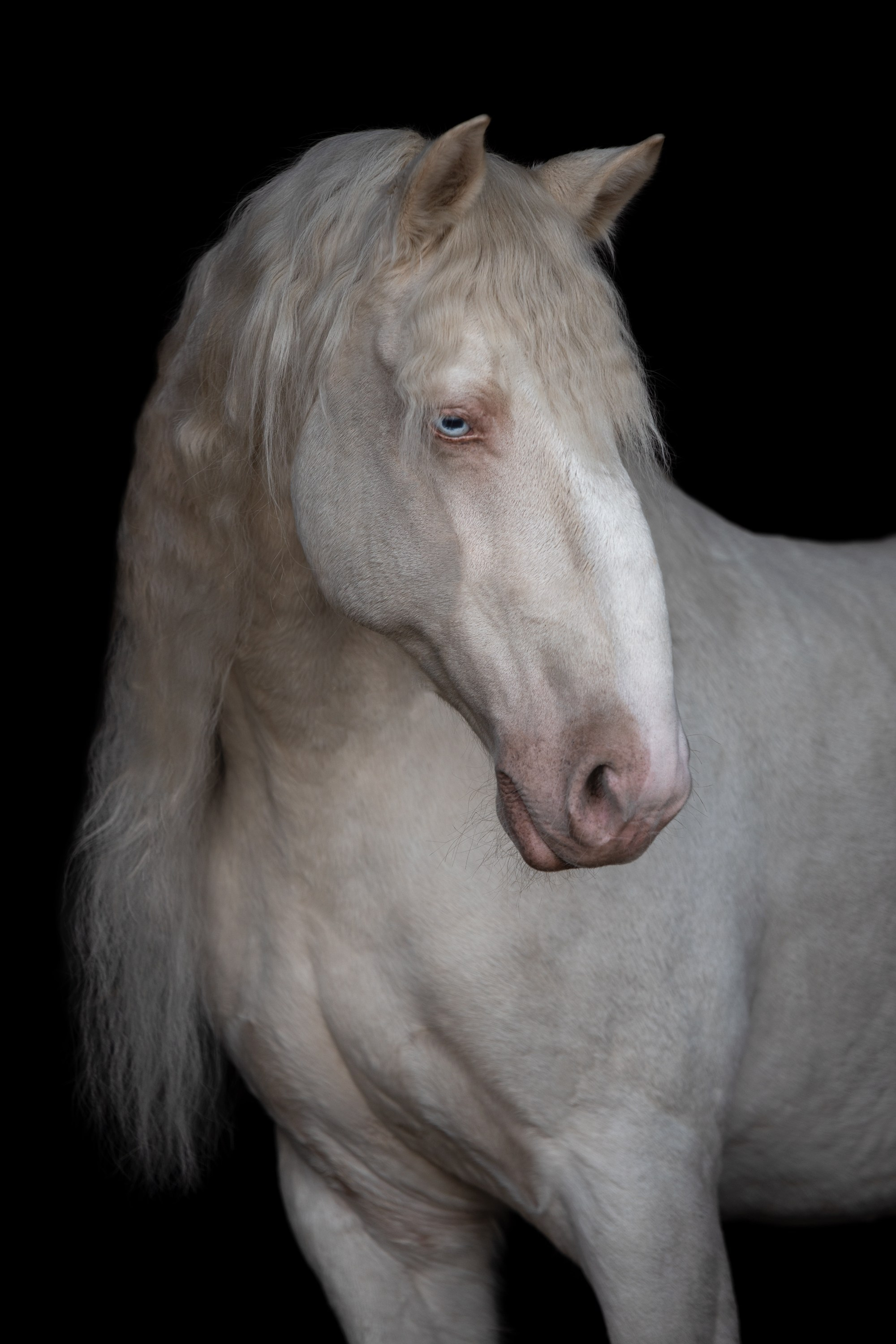 Портрет лошади, лошадь, конь, фото лошади, фотография лошади, конный фотограф, съемка лошадей, фотограф лошадей, конная фотография, конный фотограф, конный фотограф в спб, профессиональный фотограф спб, фотограф спб, ахалтекинец, рысак, спортивная лошадь, конный клуб, фотосессия с лошадьми, тракененская лошадь, тяжеловоз, лошадь, хвост коня, конский волос, хвост лошади, красивое фото лошадей, лузитано, Манолито, лузитанская лошадь, альбино
