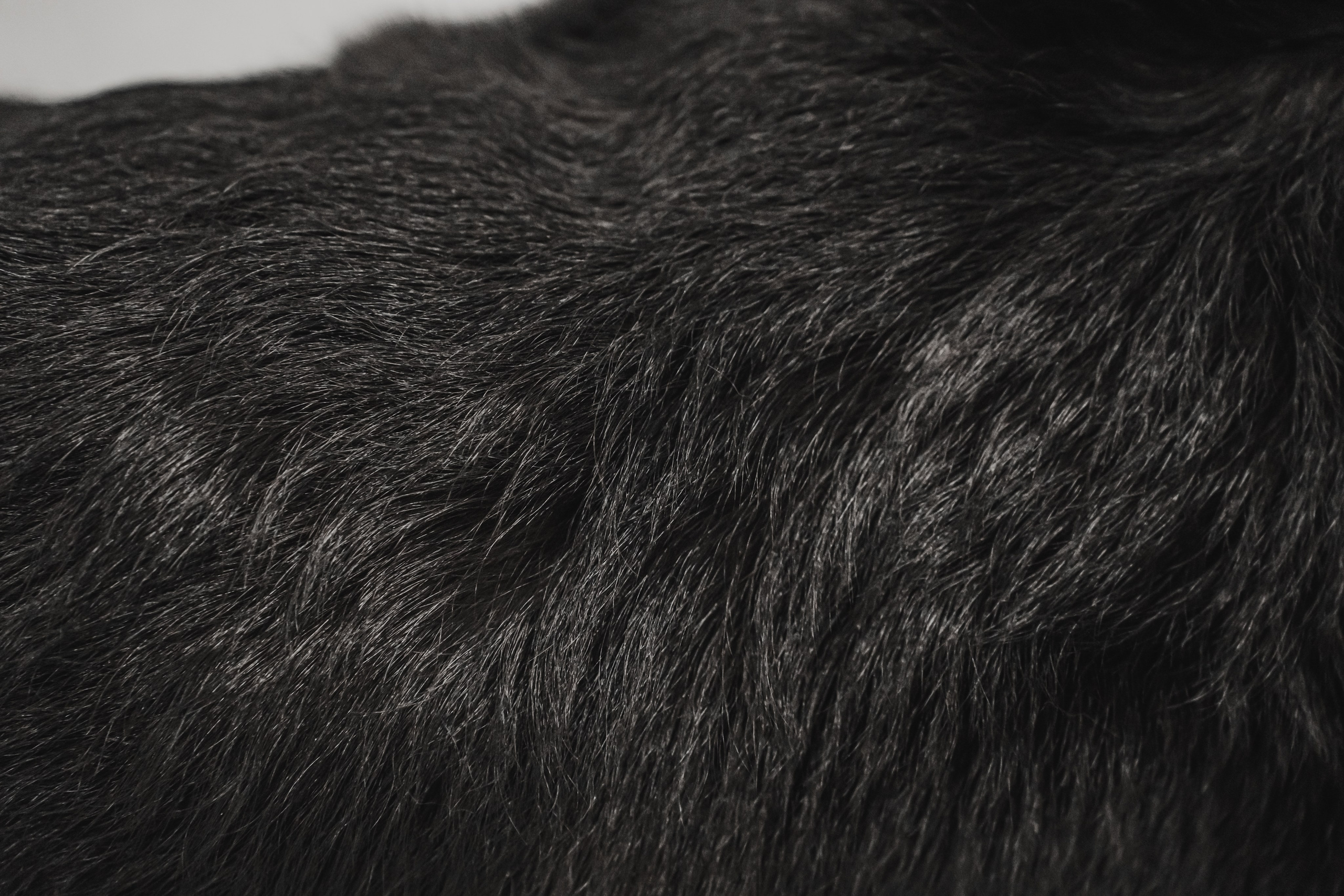 Международная выставка собак всех пород. Репортажный фотограф Анастасия Рубцова