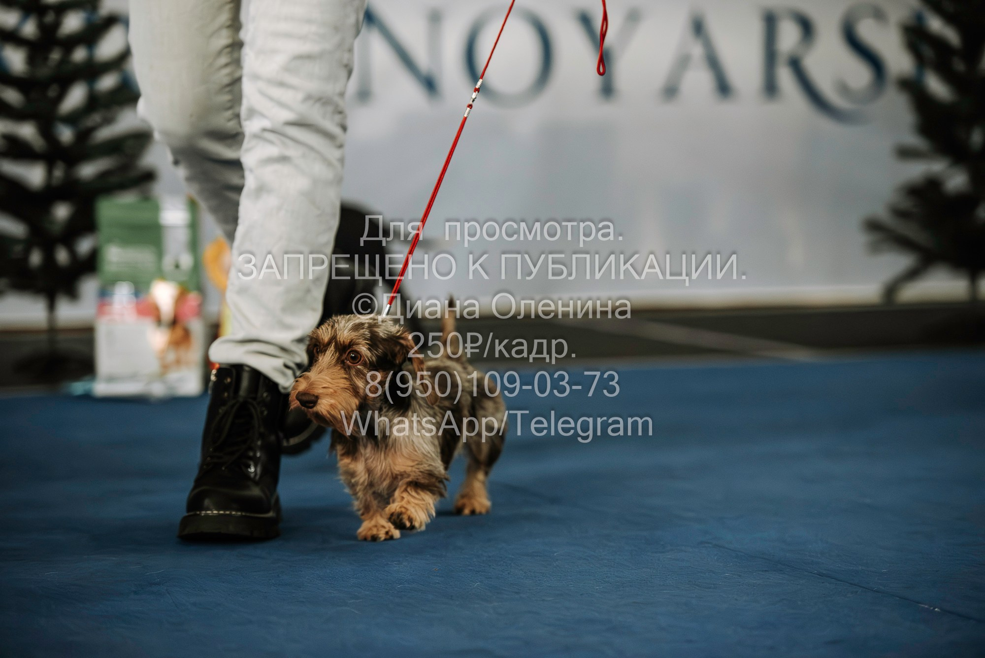 Выставка собак Красноярск 29.10.2023. Фотограф Диана Оленина Красноярск / Братск