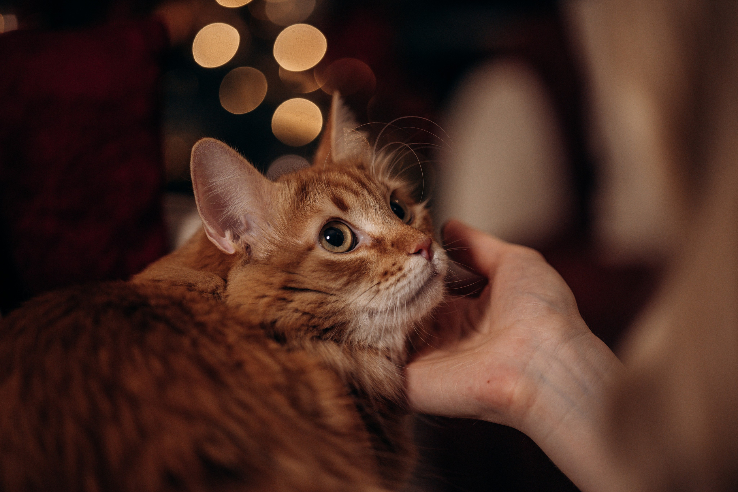 Эля и Франц. Фотограф — Анималист | Санкт-Петербург