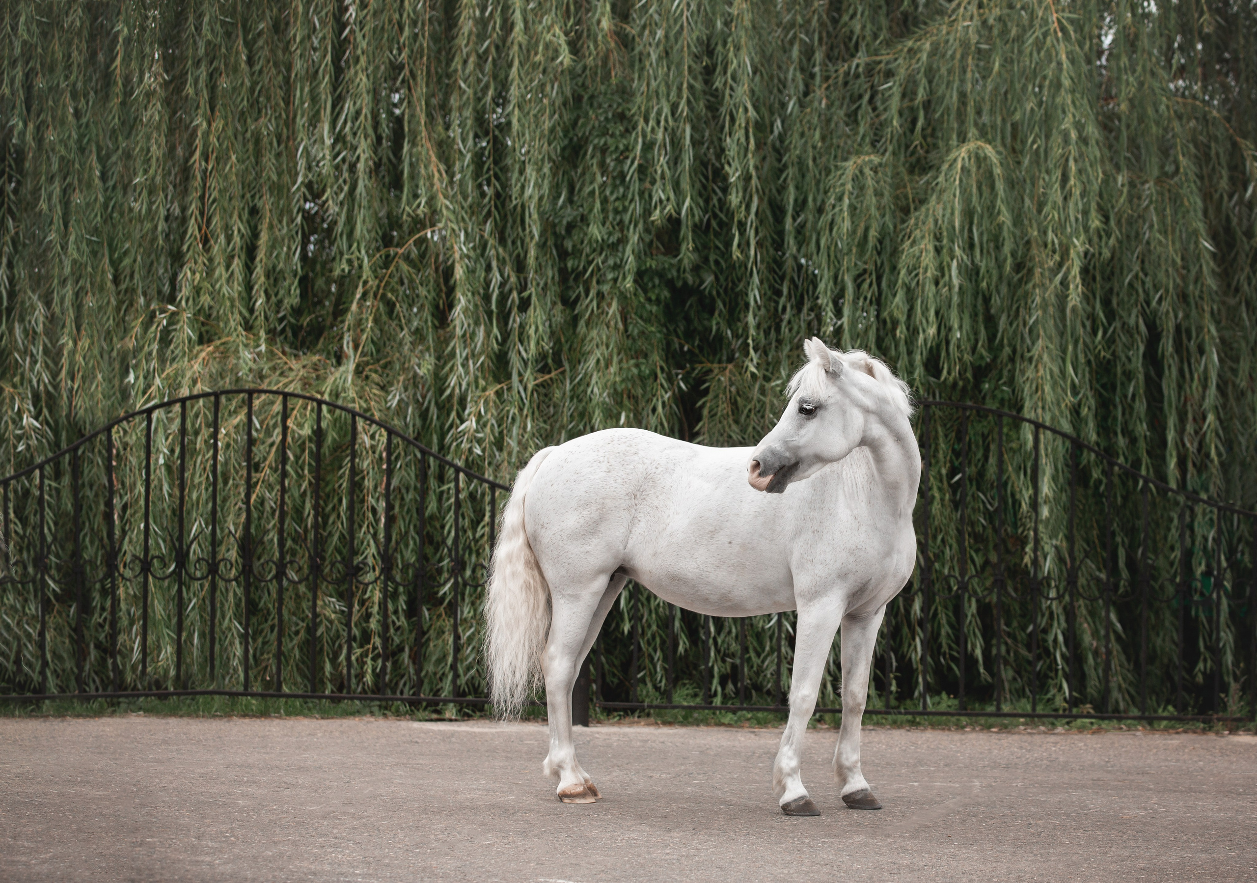 Фотографии конноспортивных мероприятий в Москве и Московской области