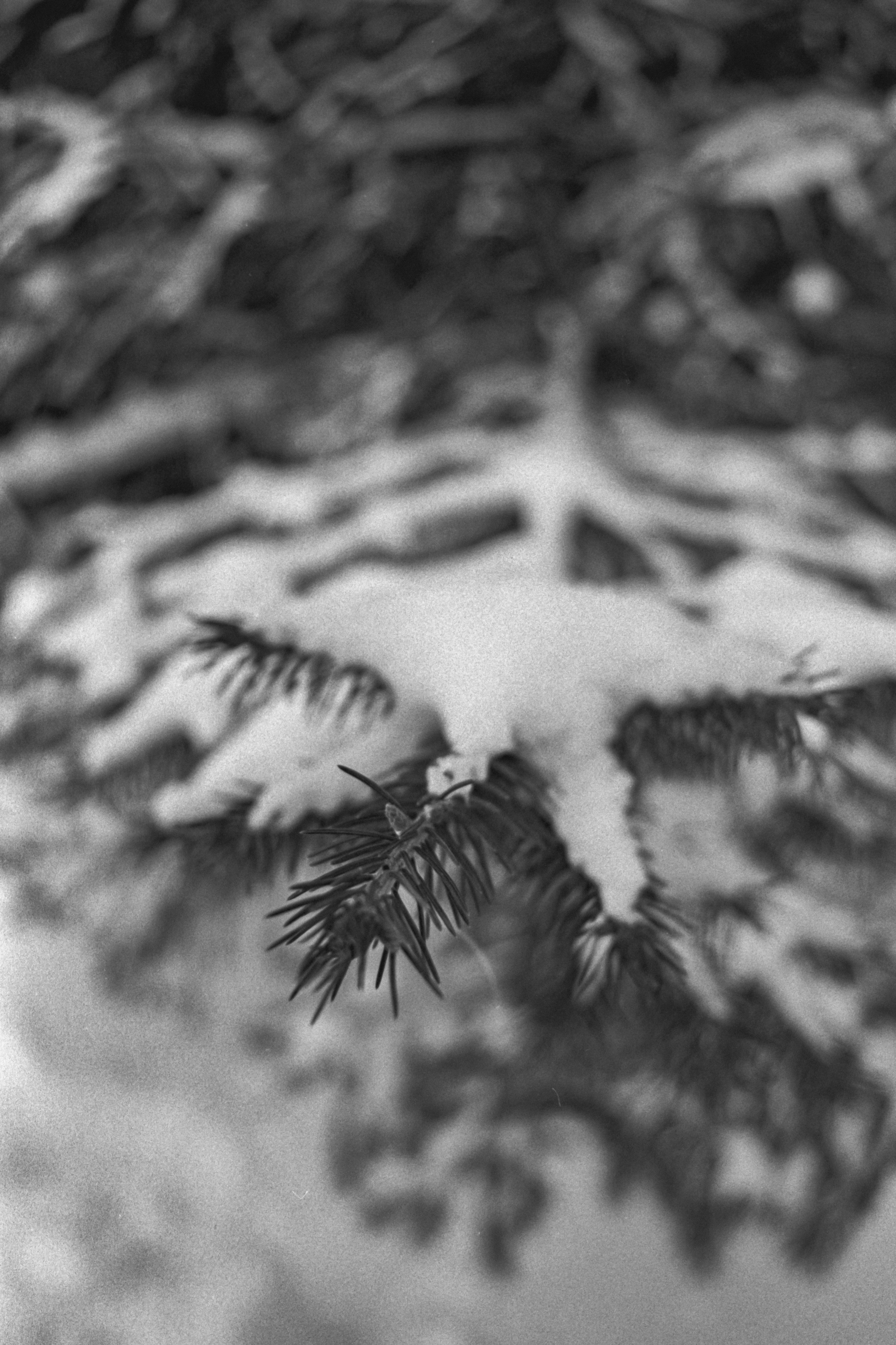 Пленочная история. Дмитрий Пропадалин, Нейрофотография