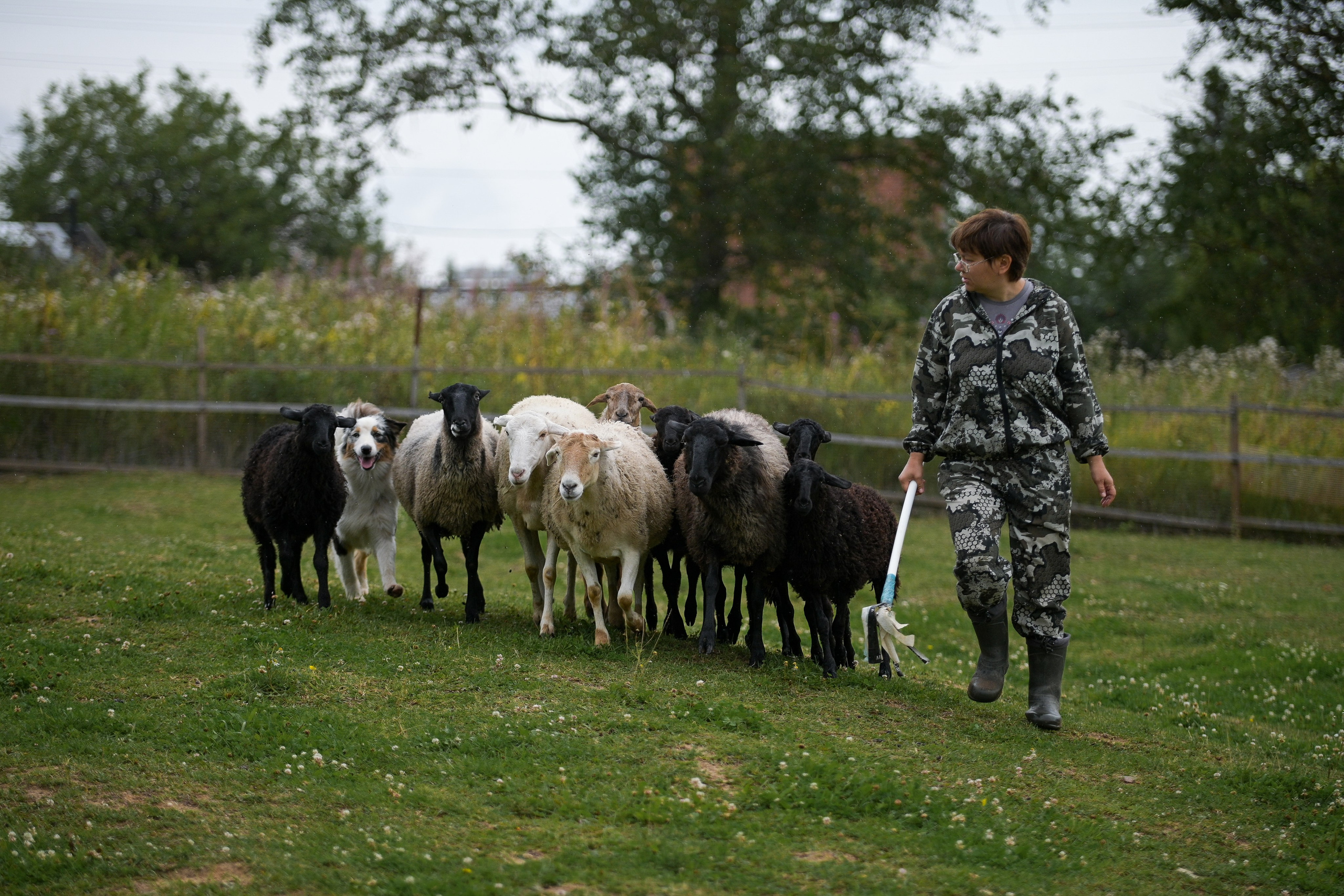 Пастьба собак. Творческий фотограф Вологда