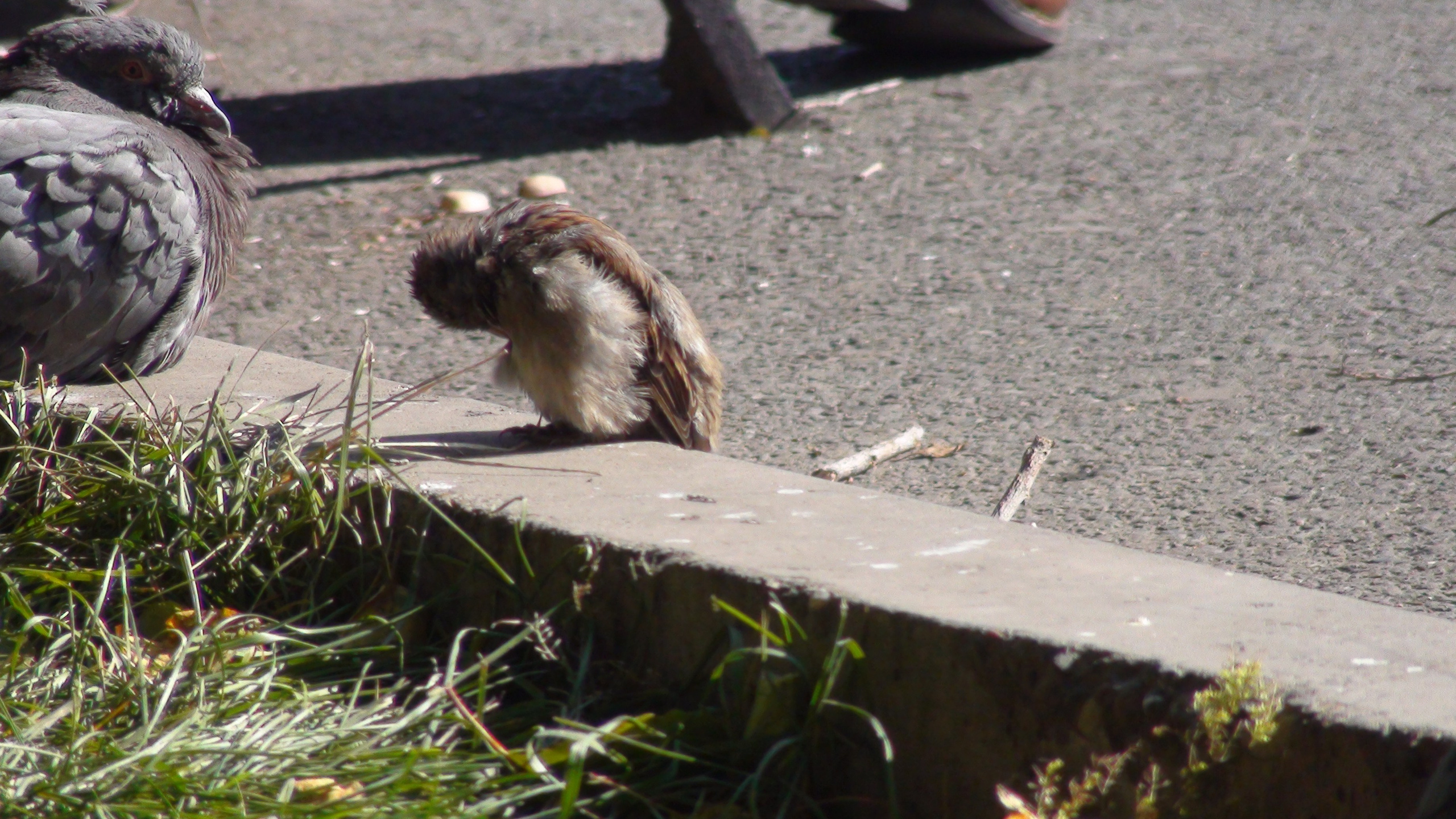 Песочные фигуры с Рускалевы 20.09.2009. Семейный, Свадебный фотограф СПБ Питер— Романова Екатерина