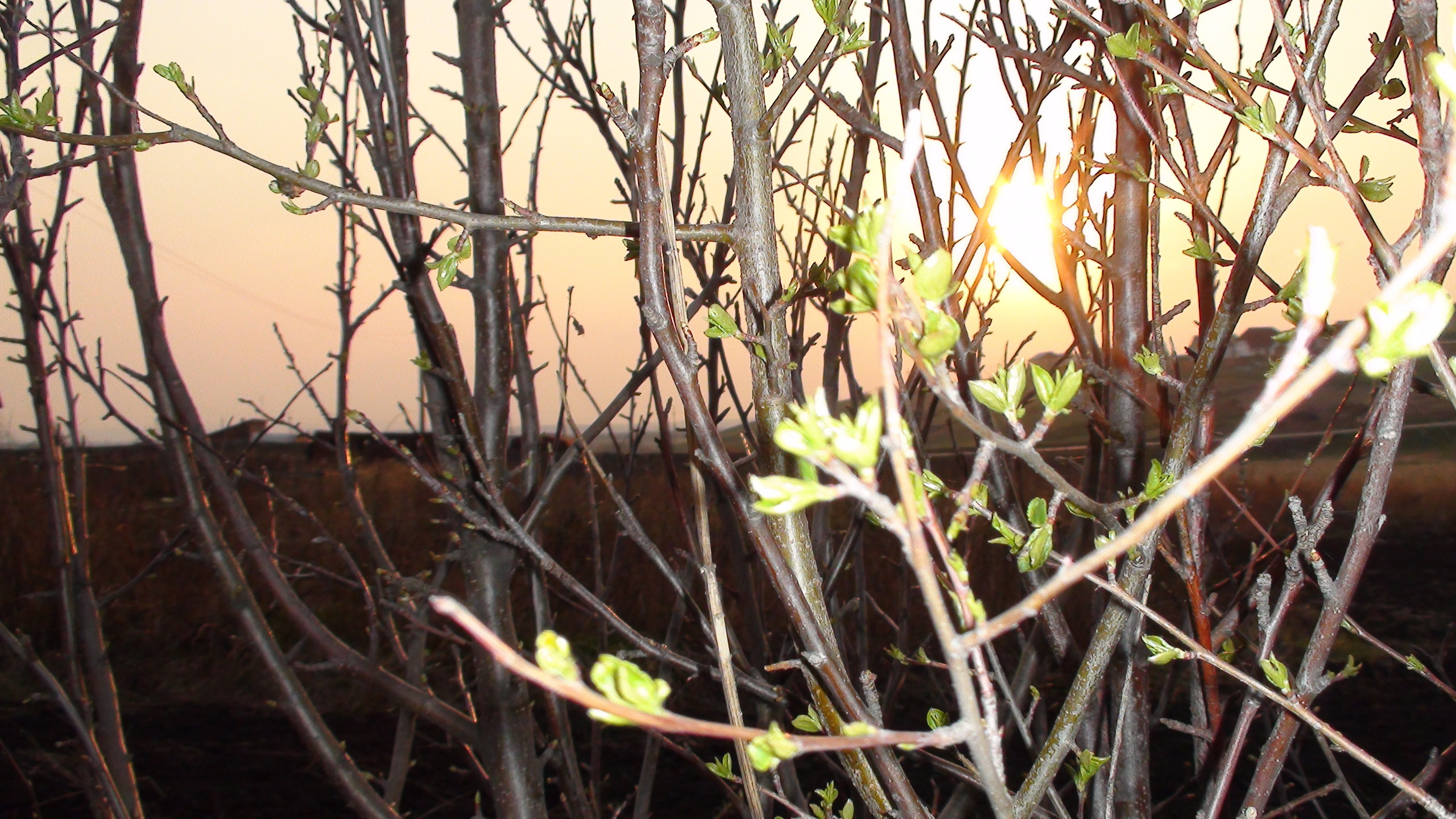 Дача 11.05.2009. Семейный, Свадебный фотограф СПБ Питер— Романова Екатерина