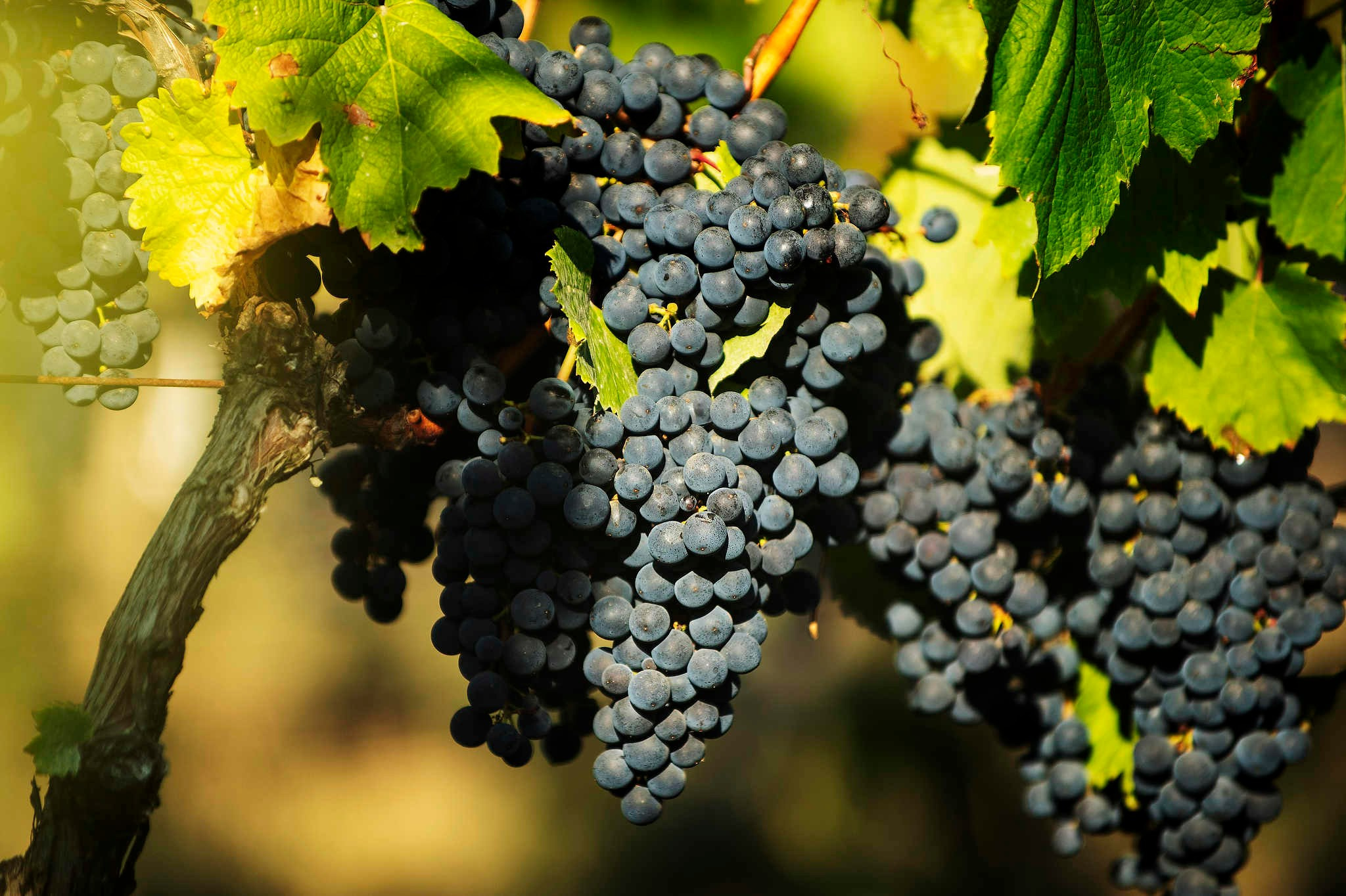 Винодельни Краснодарского края. Фотограф Михаил Мордасов, Сочи. Мероприятия, портреты, спорт, репортаж