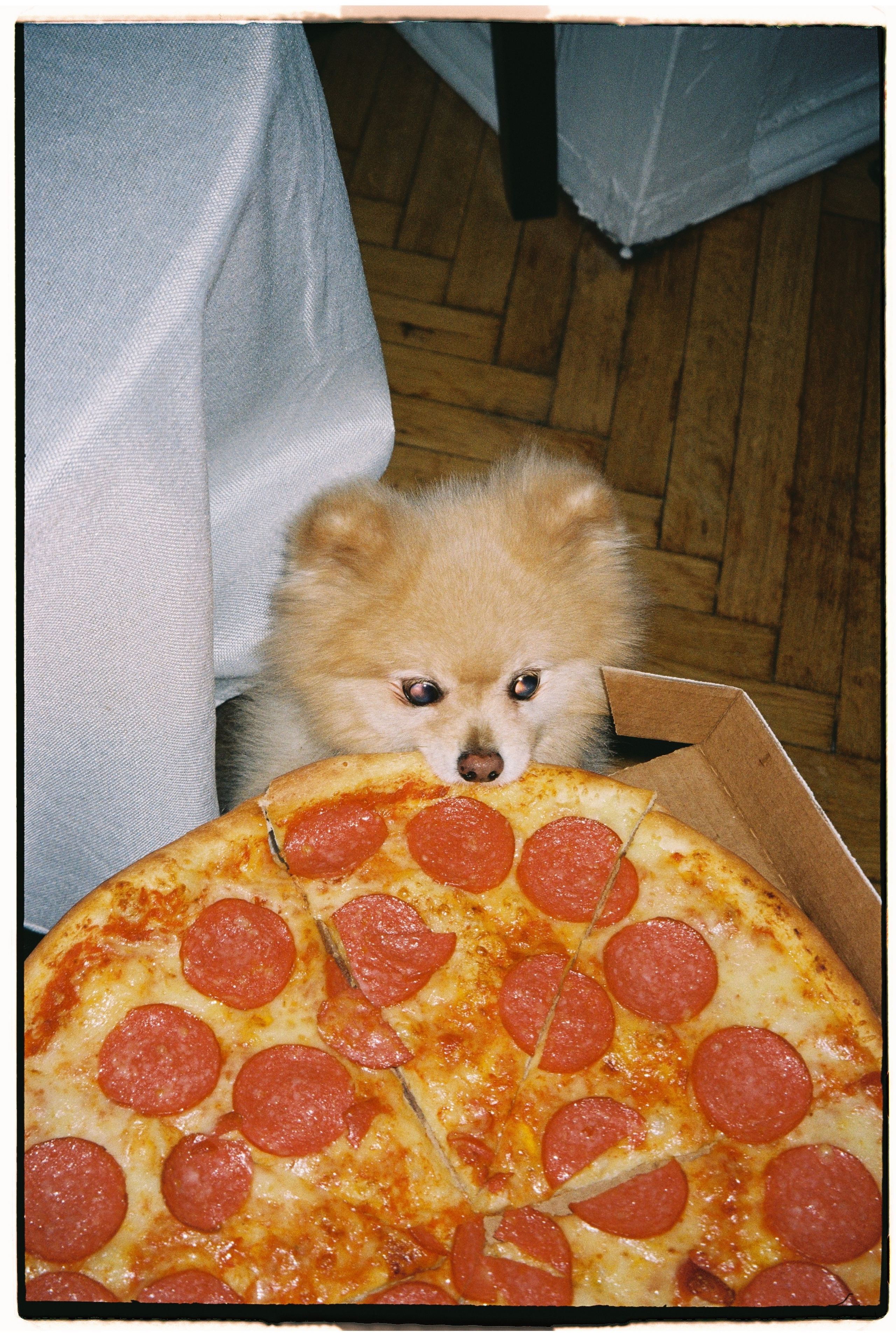 Film chronicle. Kosky ilya