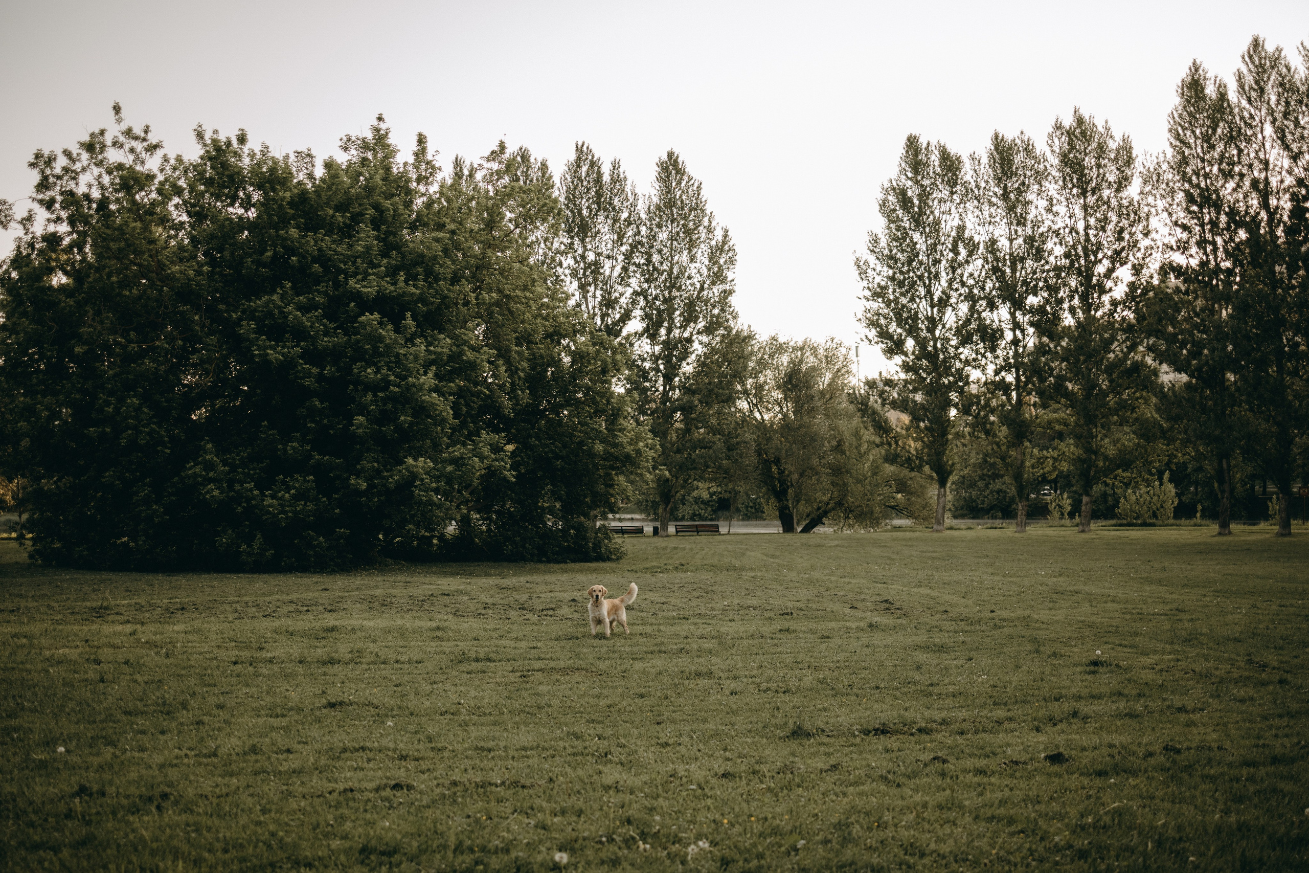 Пенни и ребята. Фотограф — Анималист | Санкт-Петербург