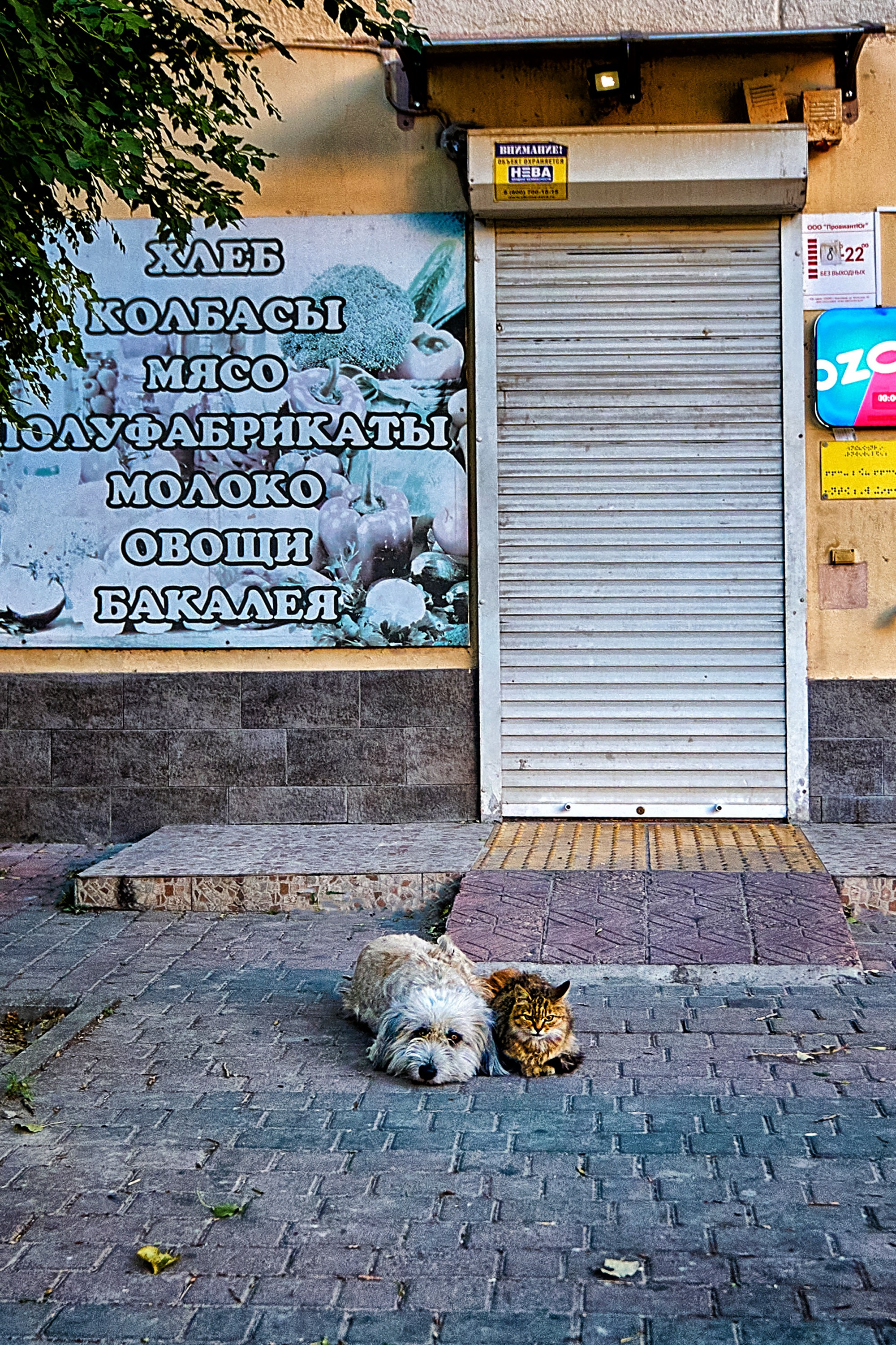 Жизнь, люди, стрит, вокруг, животные, на улице. Яркие фото на Чёрном море