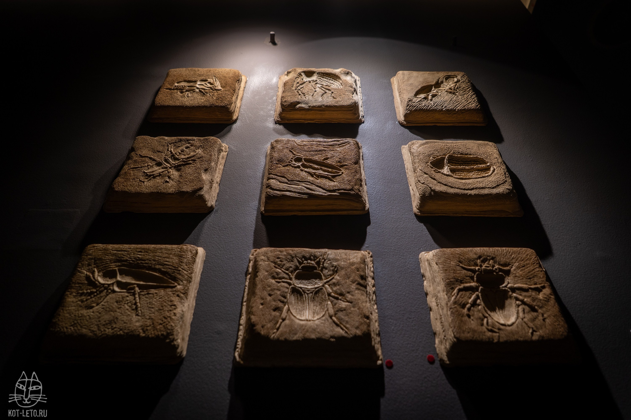 Exhibition BIOPHILIA (Goa). Твой фотограф — Полосатый кот