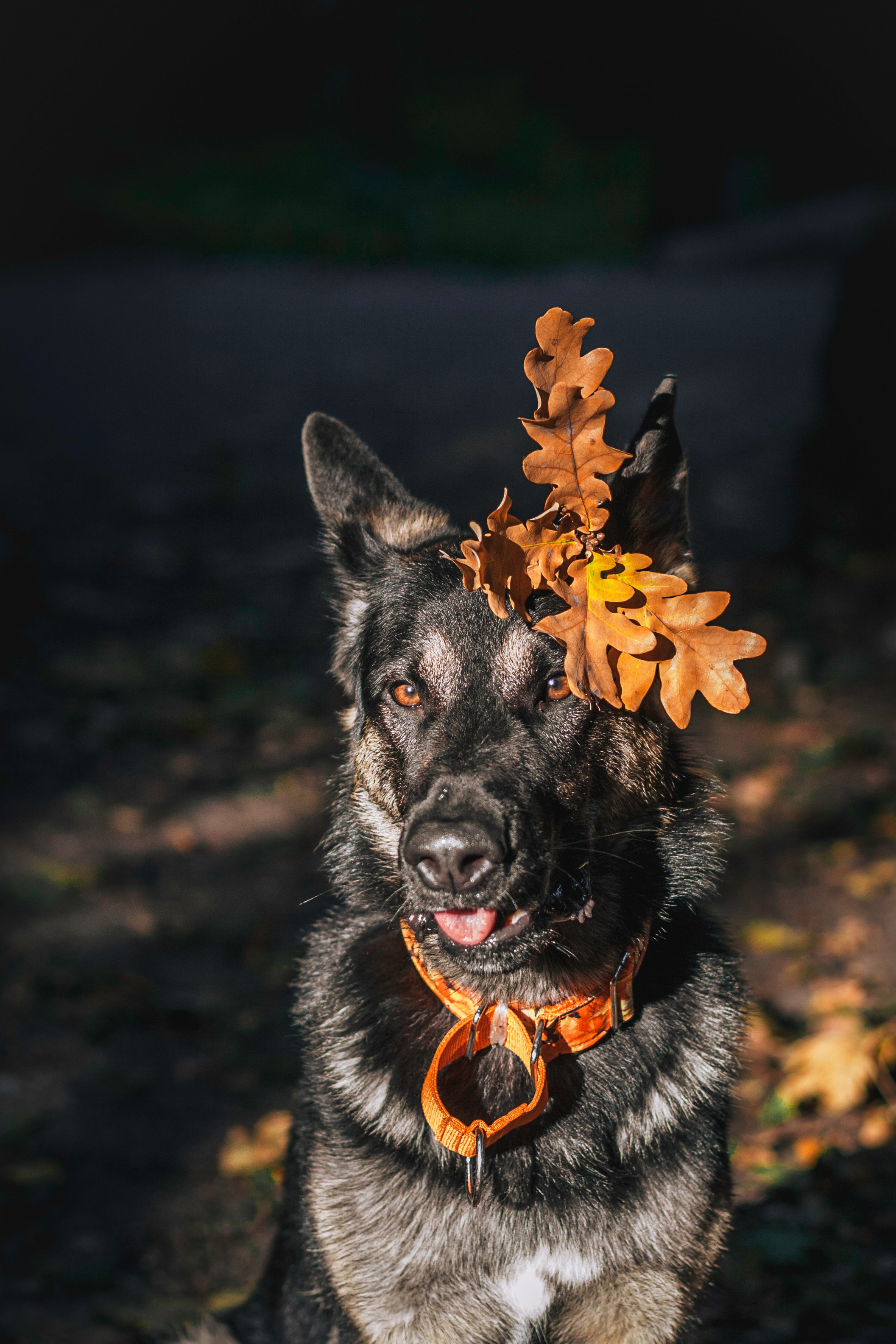 Илай. Фотограф-анималист Татьяна Степанова