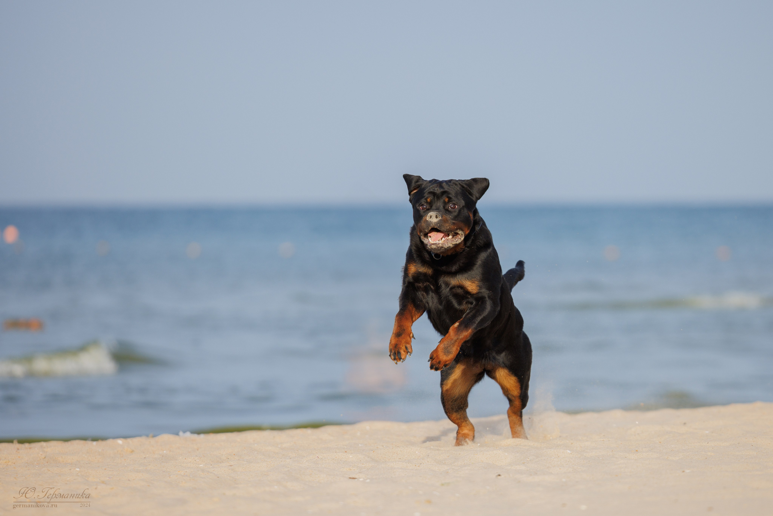 Свободная съемка. Фотограф-анималист Юлия Германика