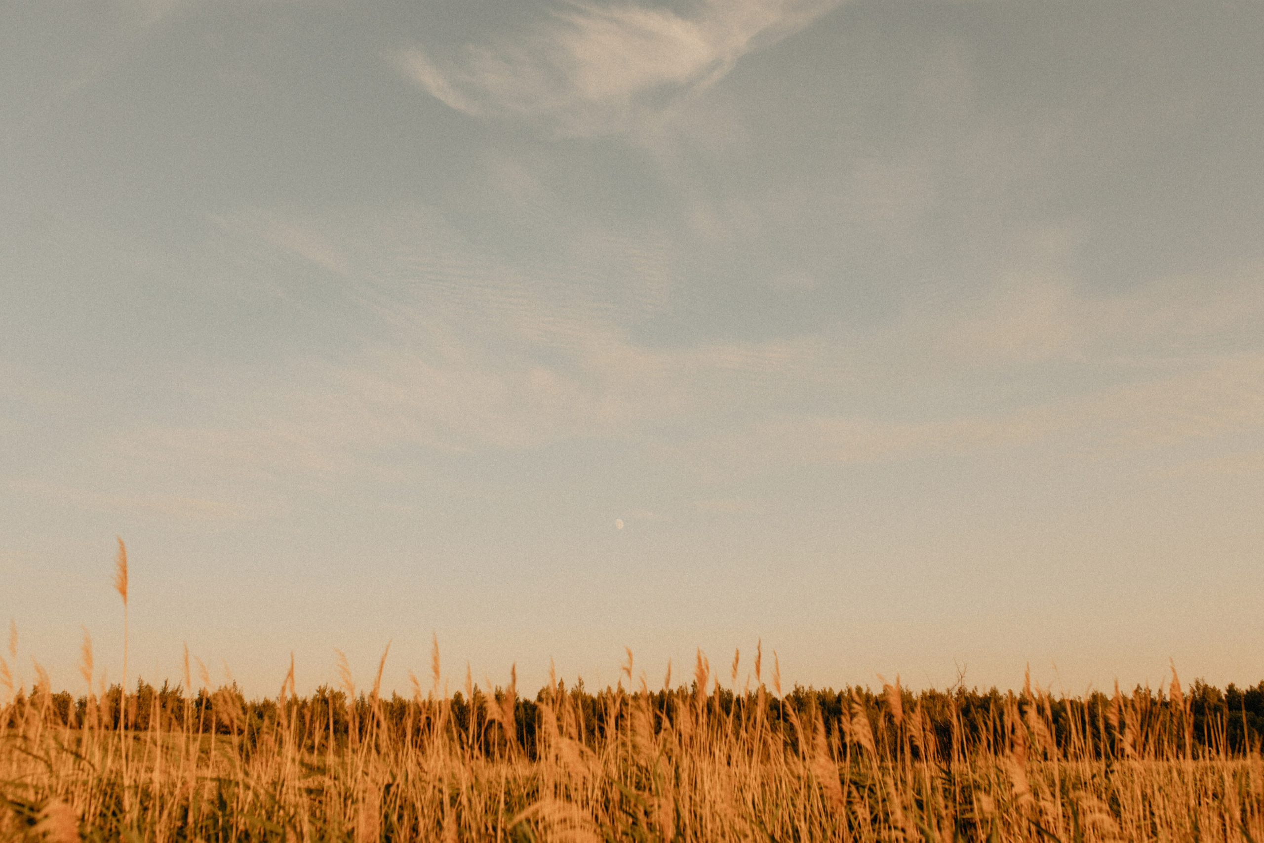 Лиза и Максим. Свадебный фотограф в Орле Андрей Поляков