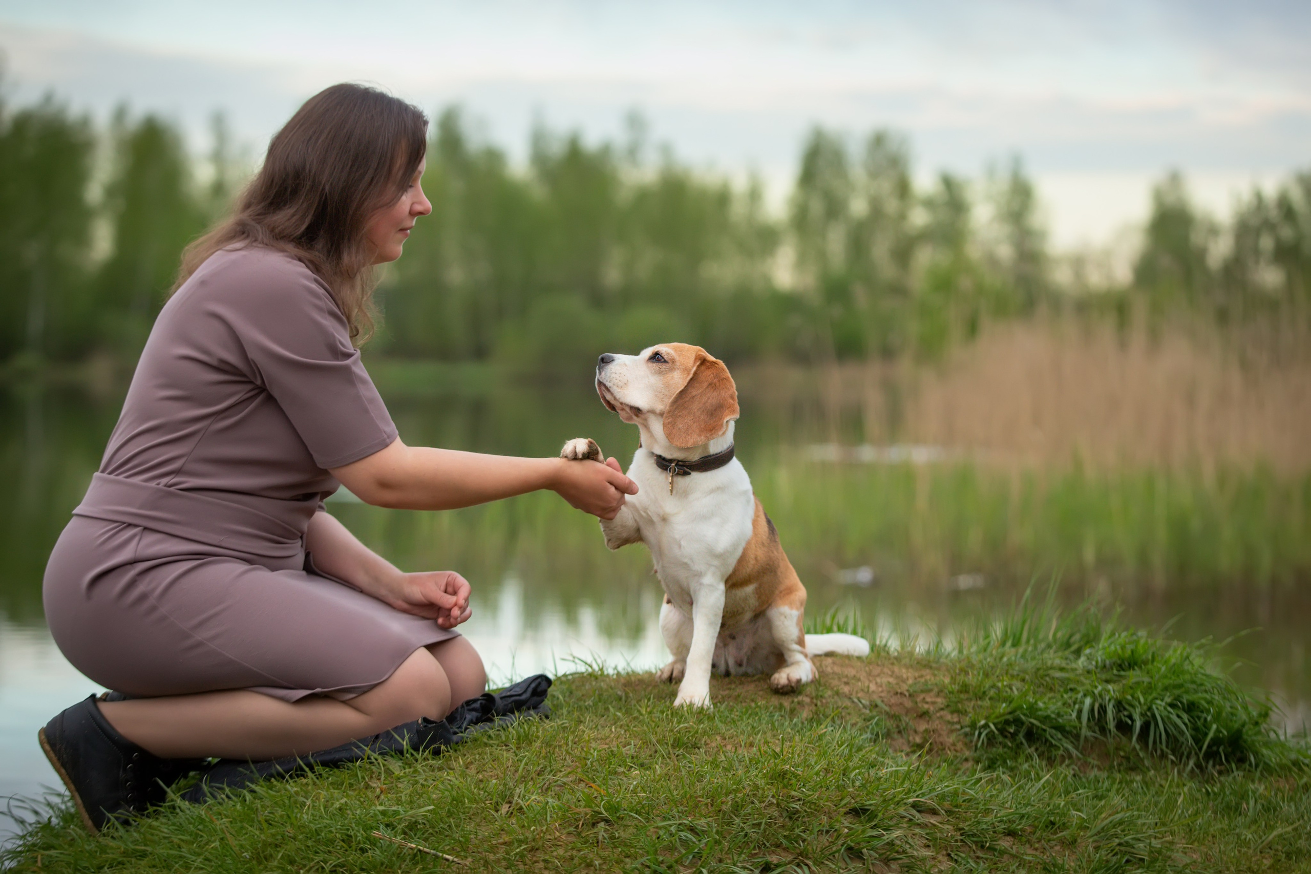 Бигли питомника КрисМэлл. Фотограф-анималист Natalia Deingel | Фотосъемка собак в Москве