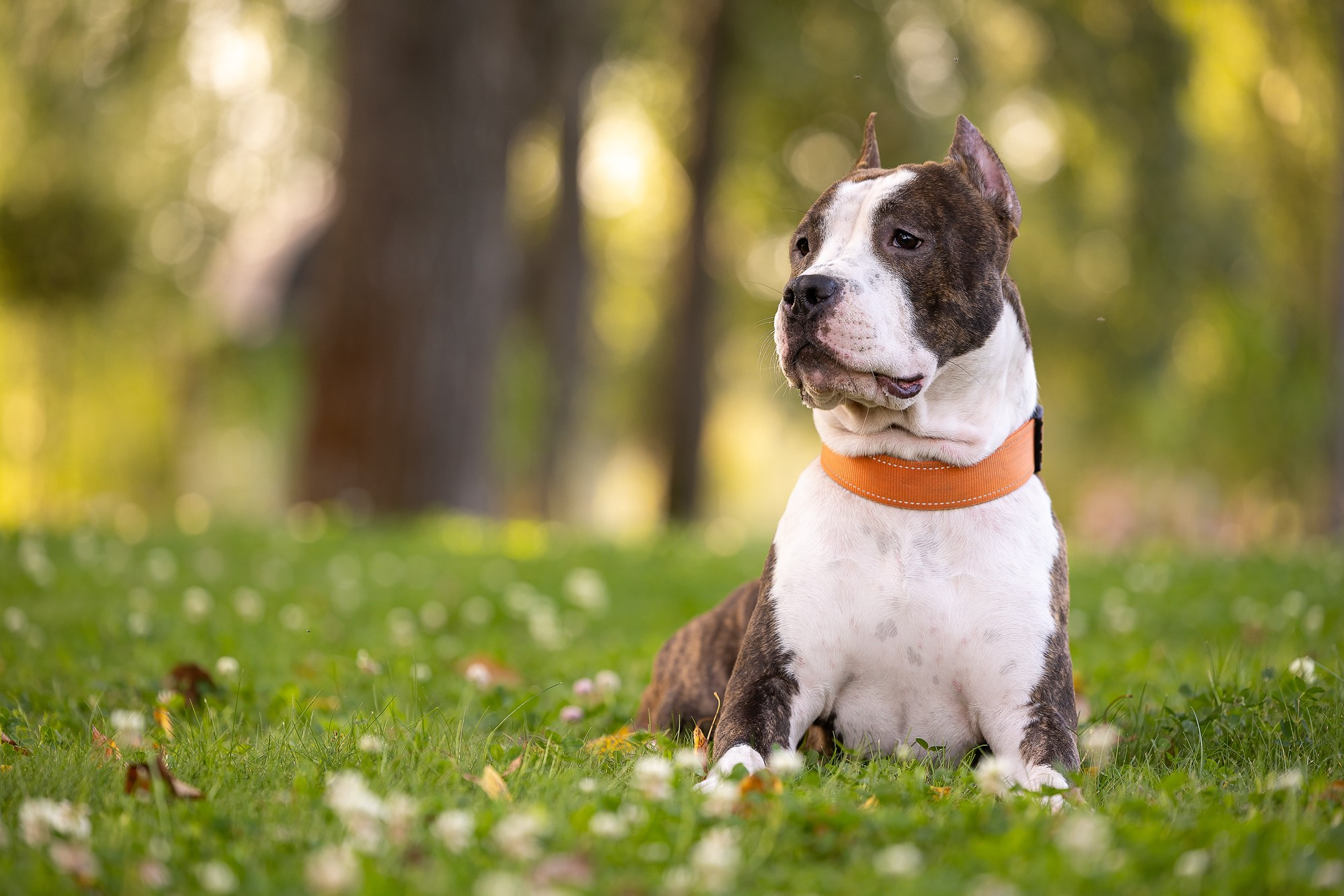 Амстафф Честер и его семья. Фотограф-анималист Natalia Deingel | Фотосъемка собак в Москве