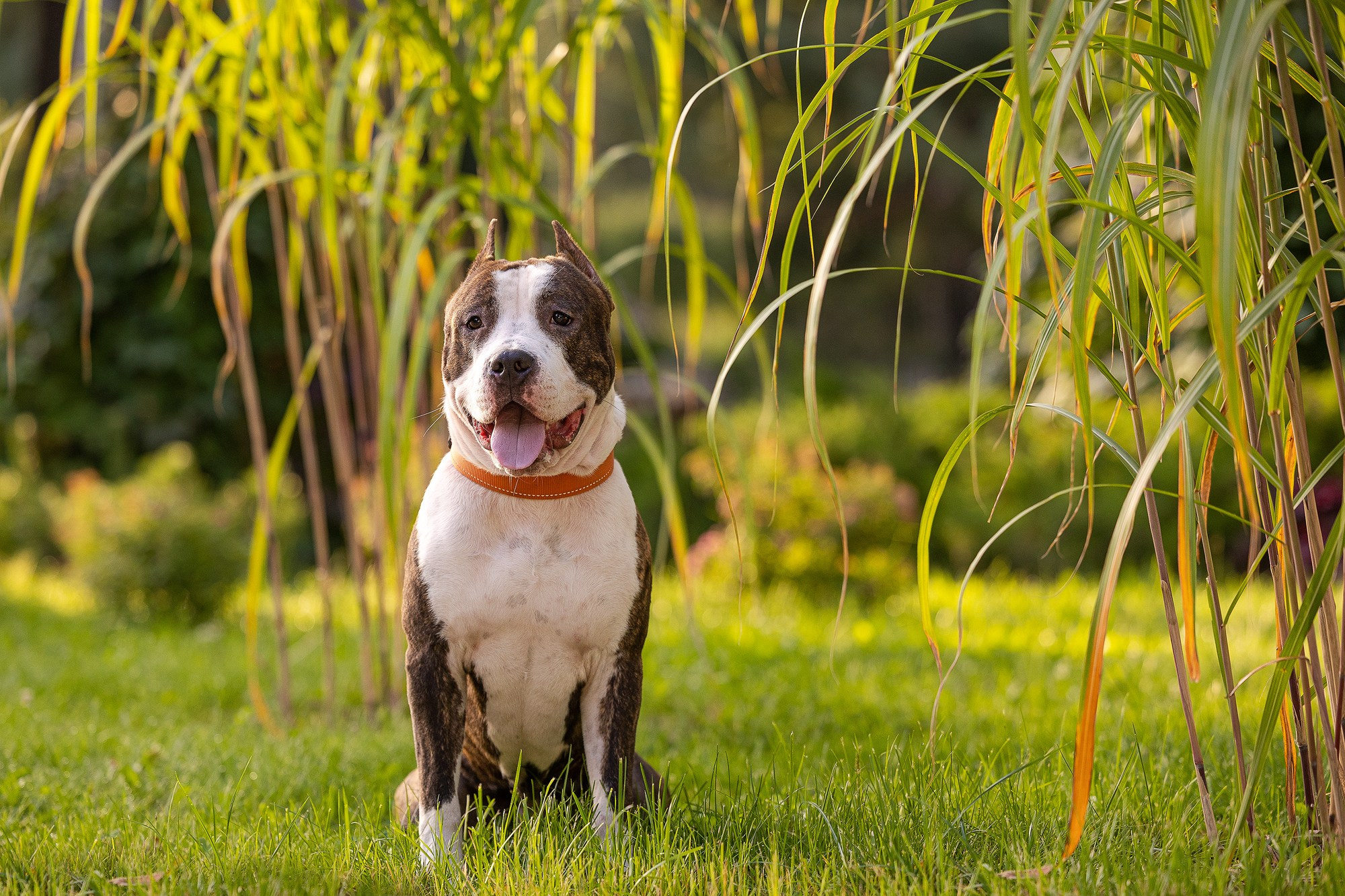 Амстафф Честер и его семья. Фотограф-анималист Natalia Deingel | Фотосъемка собак в Москве