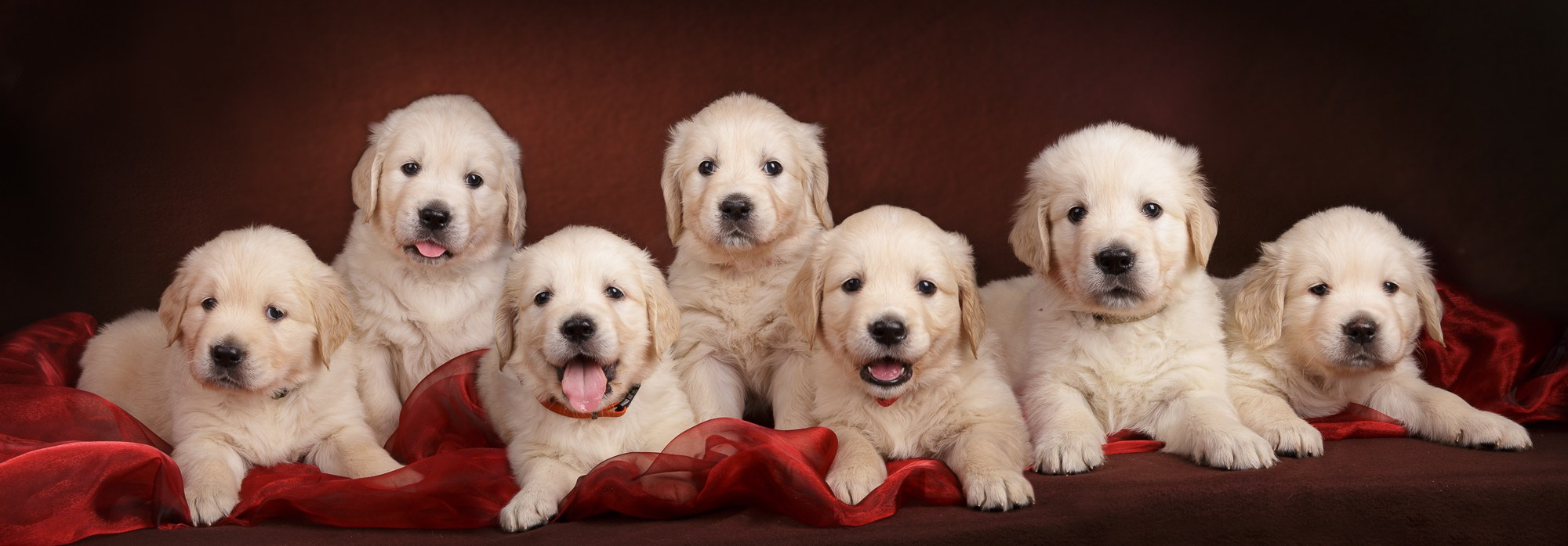 Фотосъёмки щенков. Фотограф-анималист Natalia Deingel | Фотосъемка собак в Москве