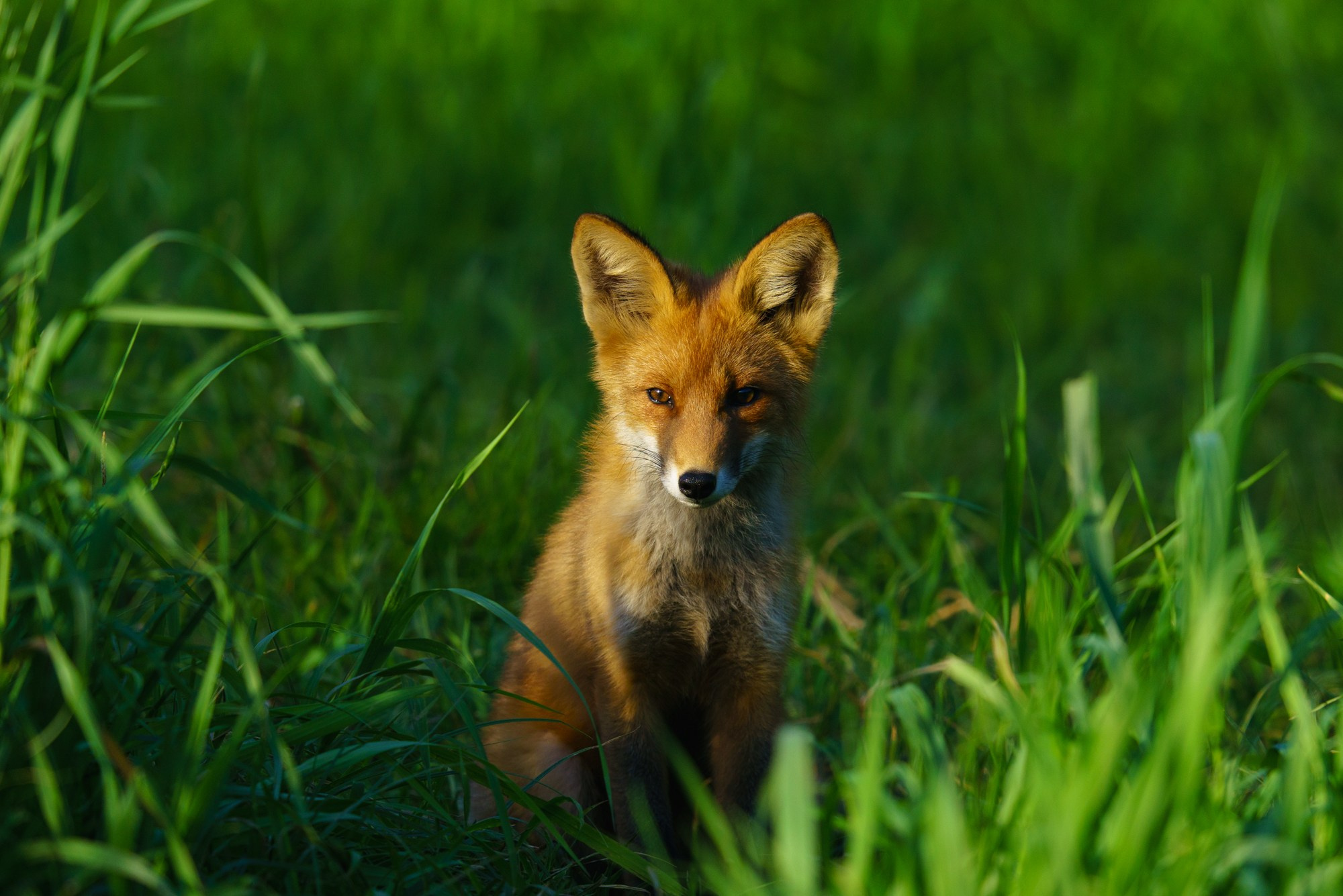 Животные. Ваш личный фотограф Марина Волкова