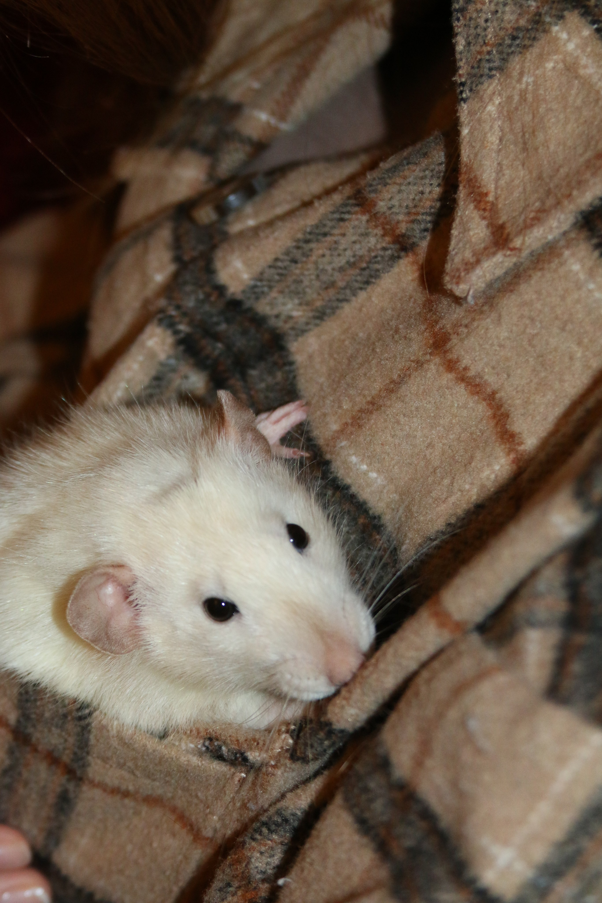 Съемка с питомцем