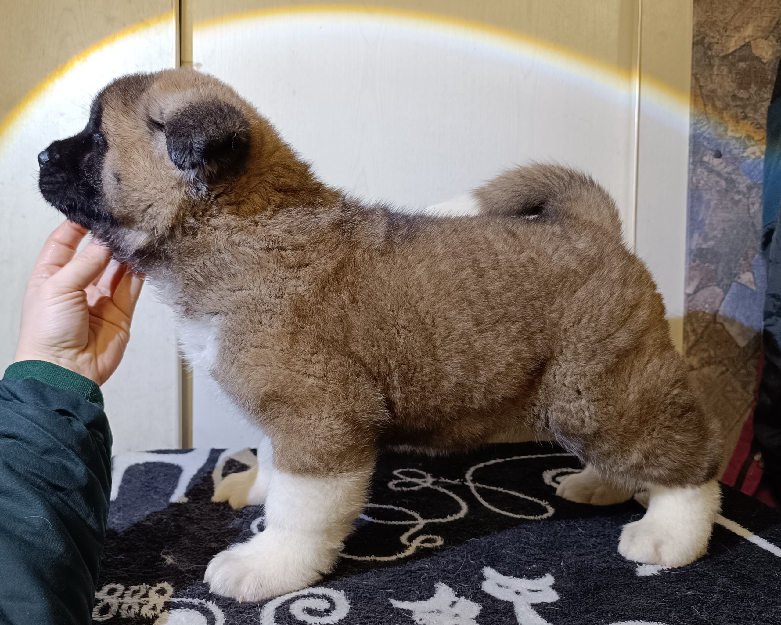 Rubylight Cirrus. Американская акита I Сиба ину I Питомник RUBYLIGHT