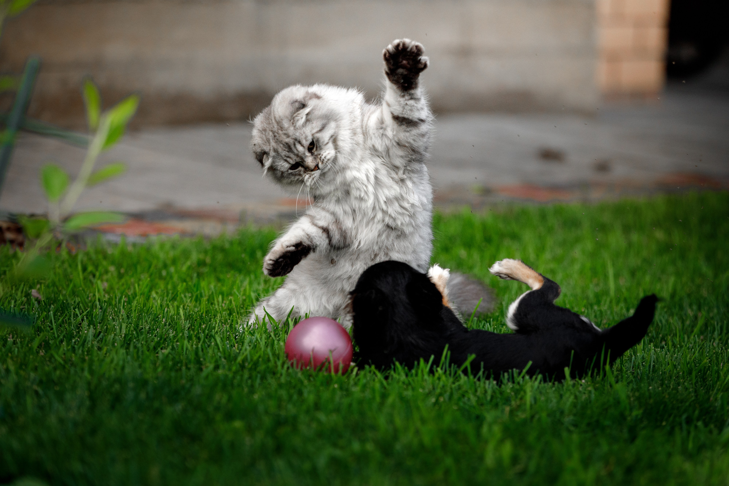 Болтовня в саду. О нас