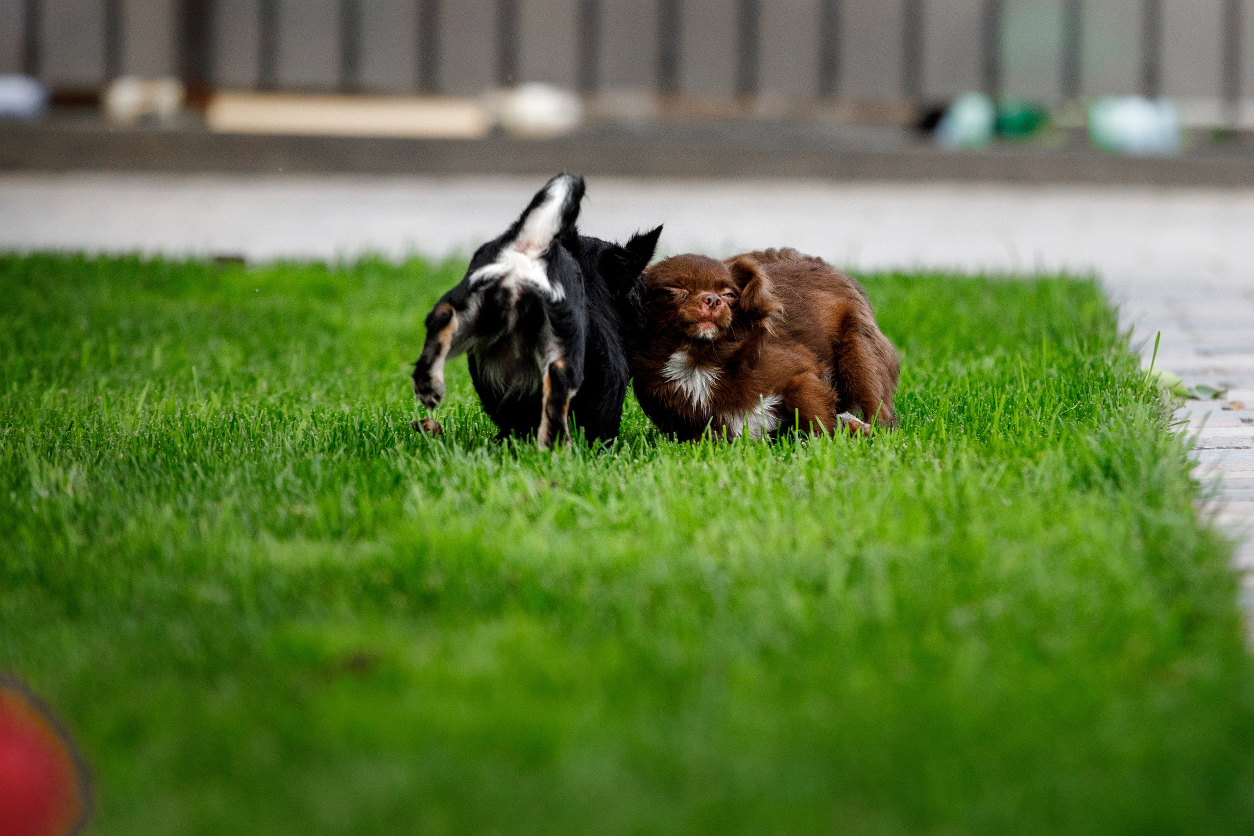Болтовня в саду. О нас