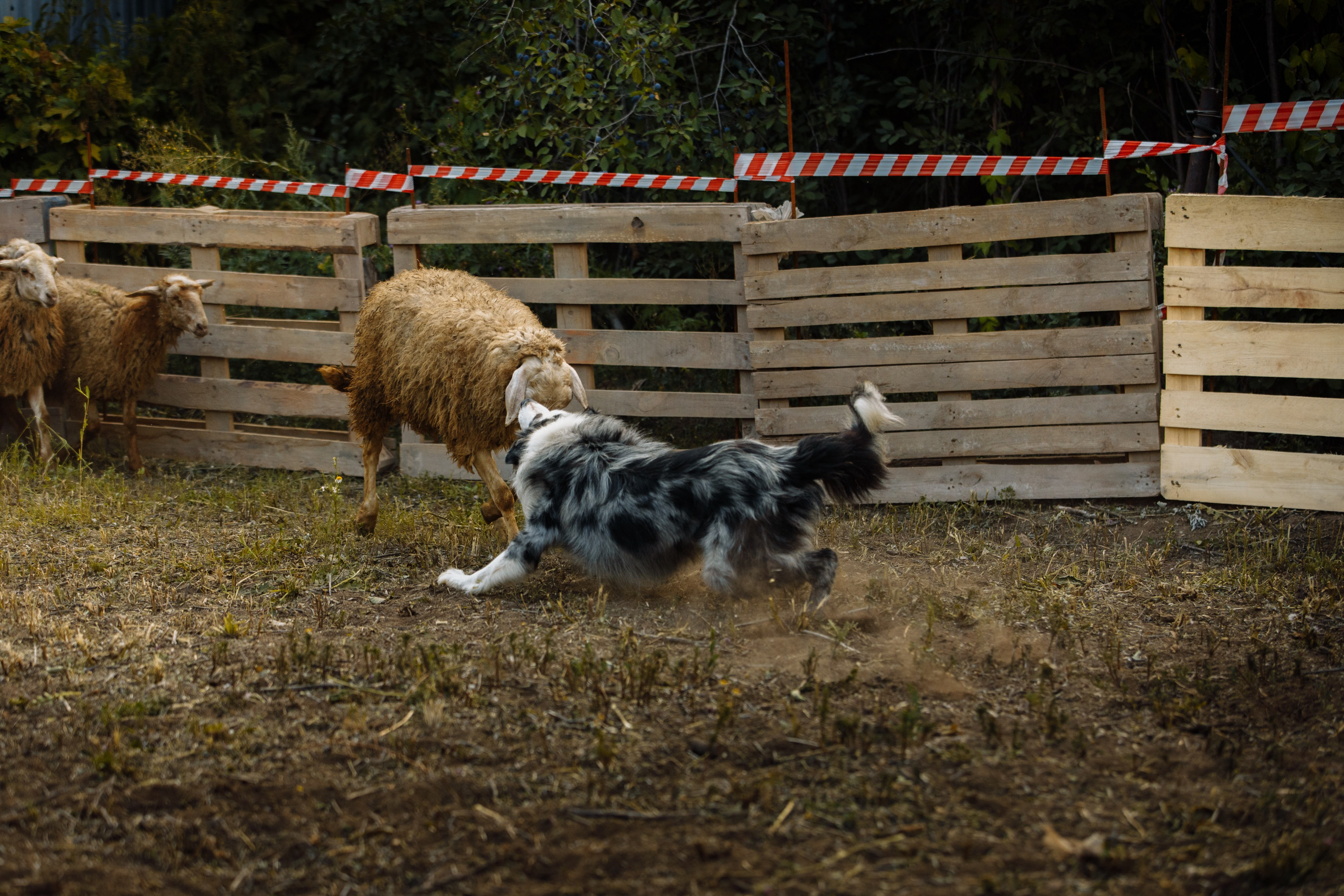 Овечий день. О нас