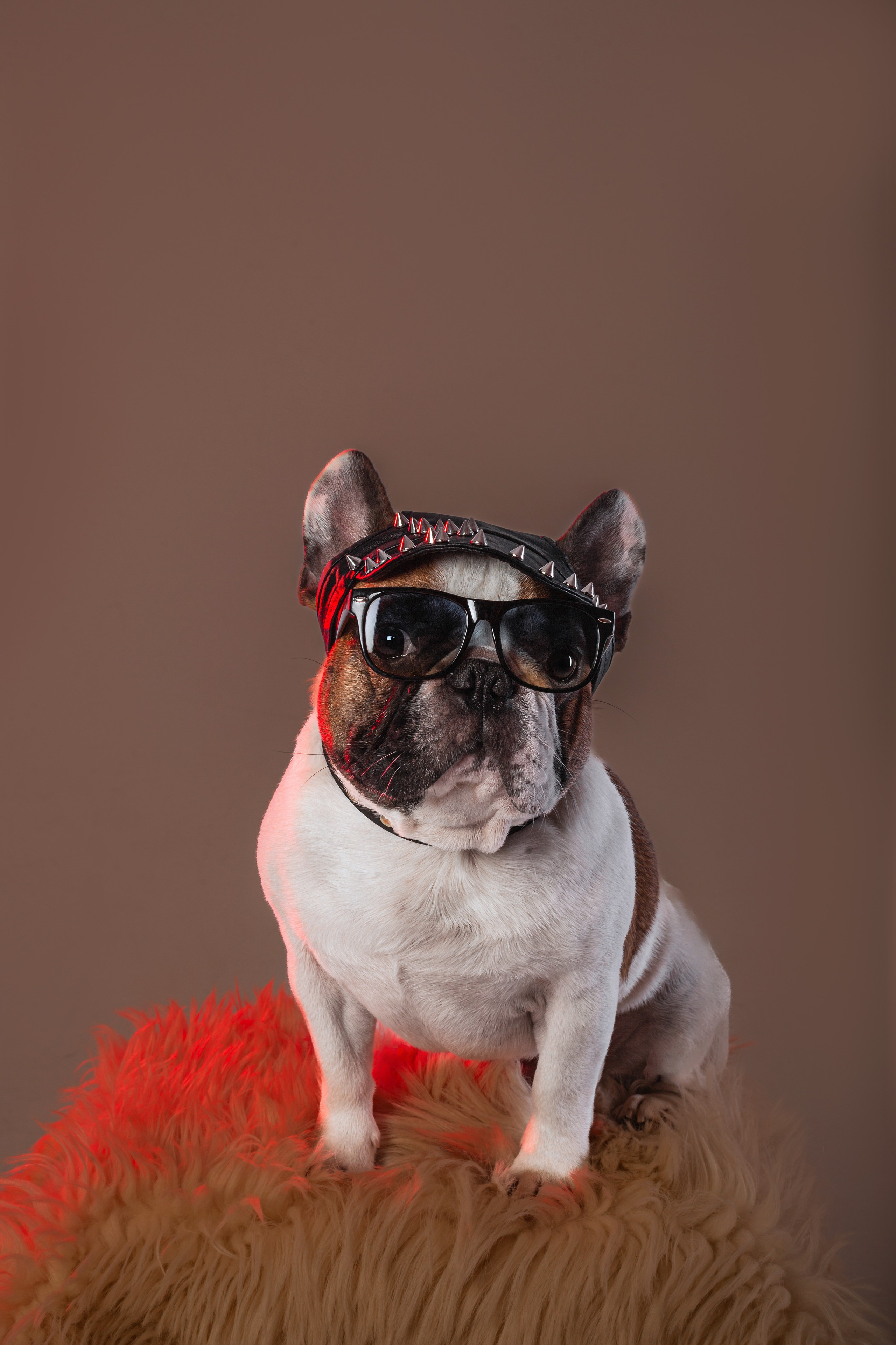 Студийная фотосессия с цветным светом. Фотограф-анималист Татьяна Степанова