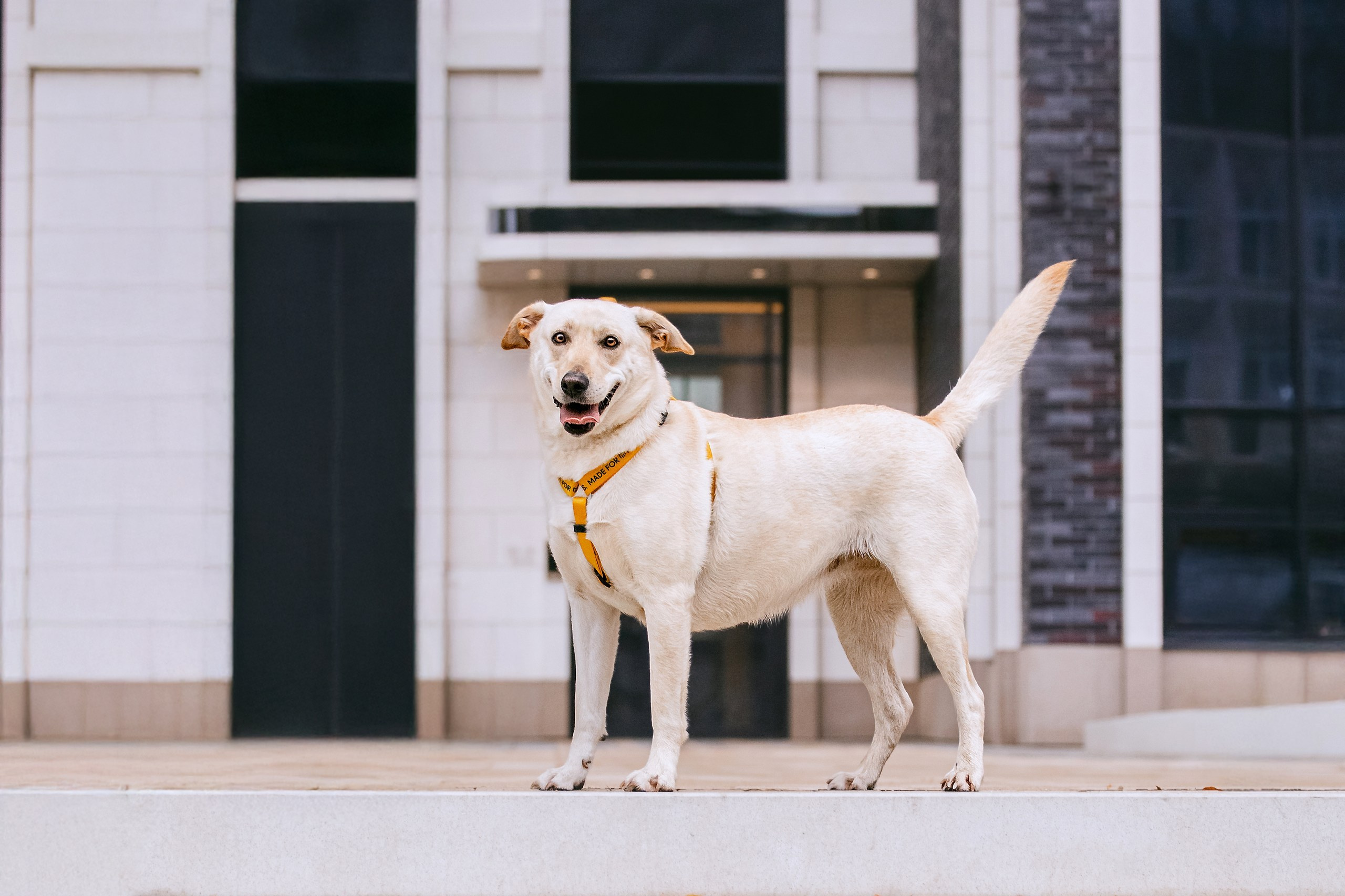 Собаки из приюта Дубовая роща осень 2025. Фотограф-анималист Татьяна Степанова