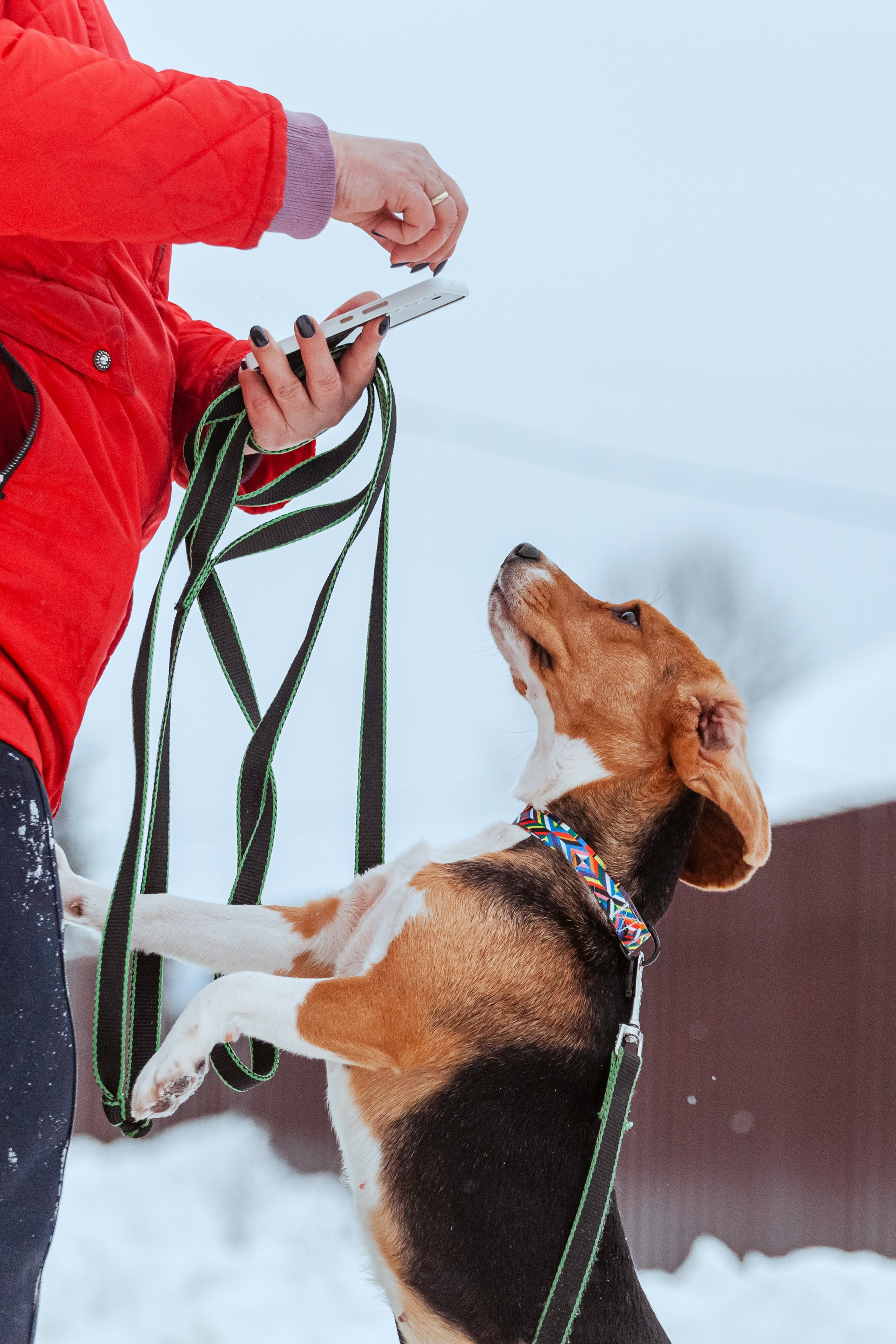 Дом для Биглей 2023. Фотограф-анималист Татьяна Степанова