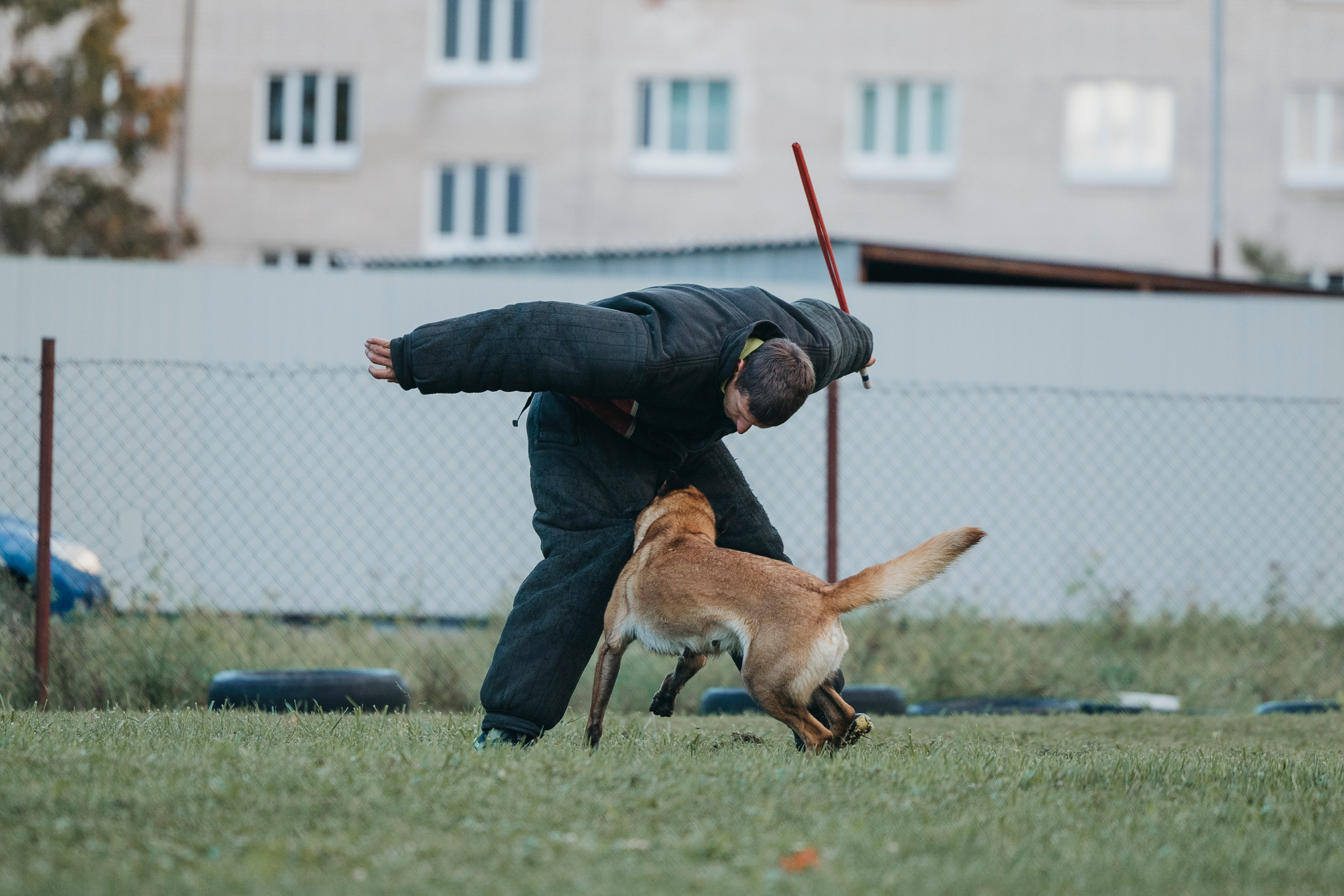 Испытания по мондьорингу г. Пушкин 29.09.2024. Фотограф-анималист Анна Маринич