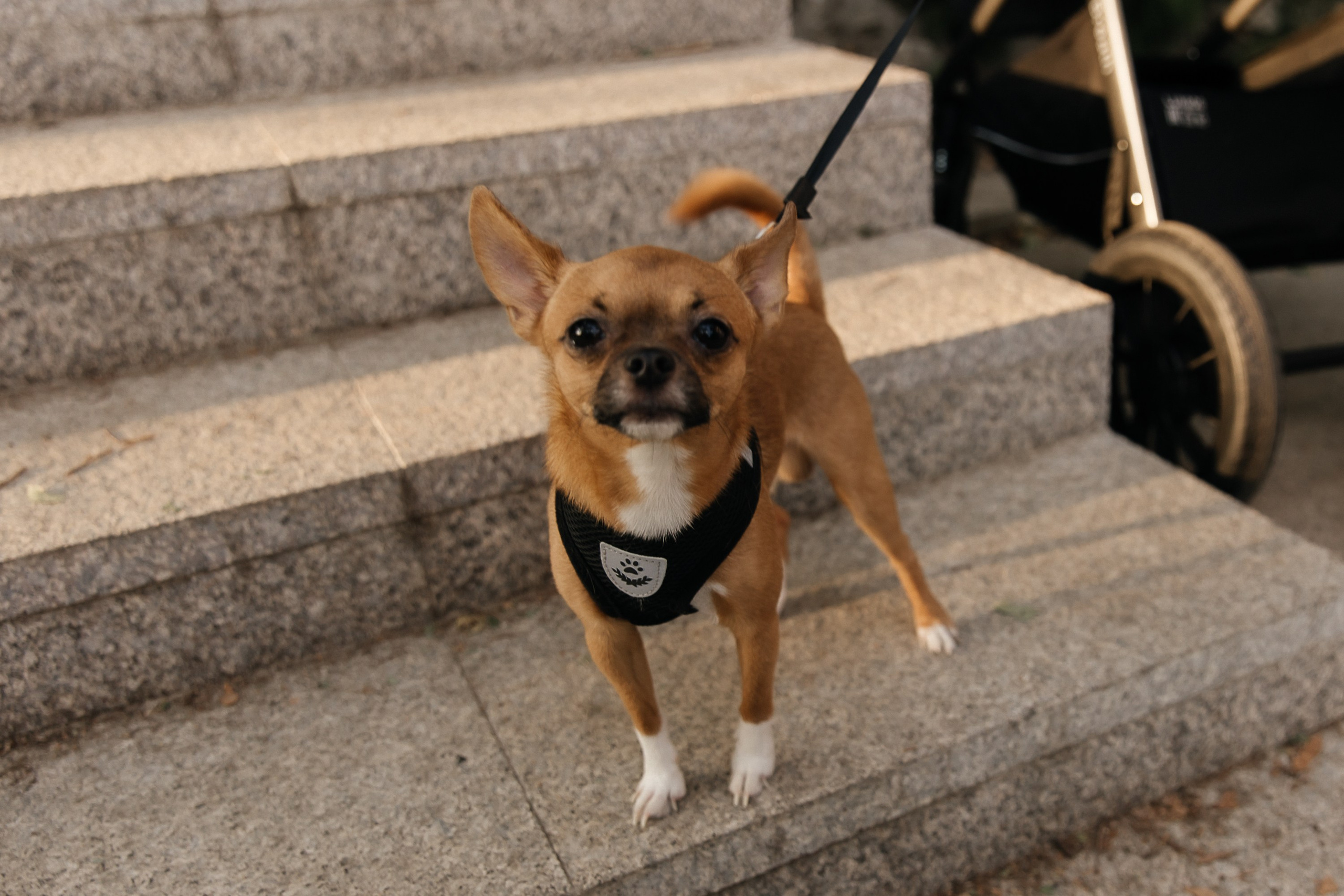 Семья из 7 детей. Свадебный и семейный фотограф Виолетта Сидельникова. Краснодар, Россия, Беларусь, Европа