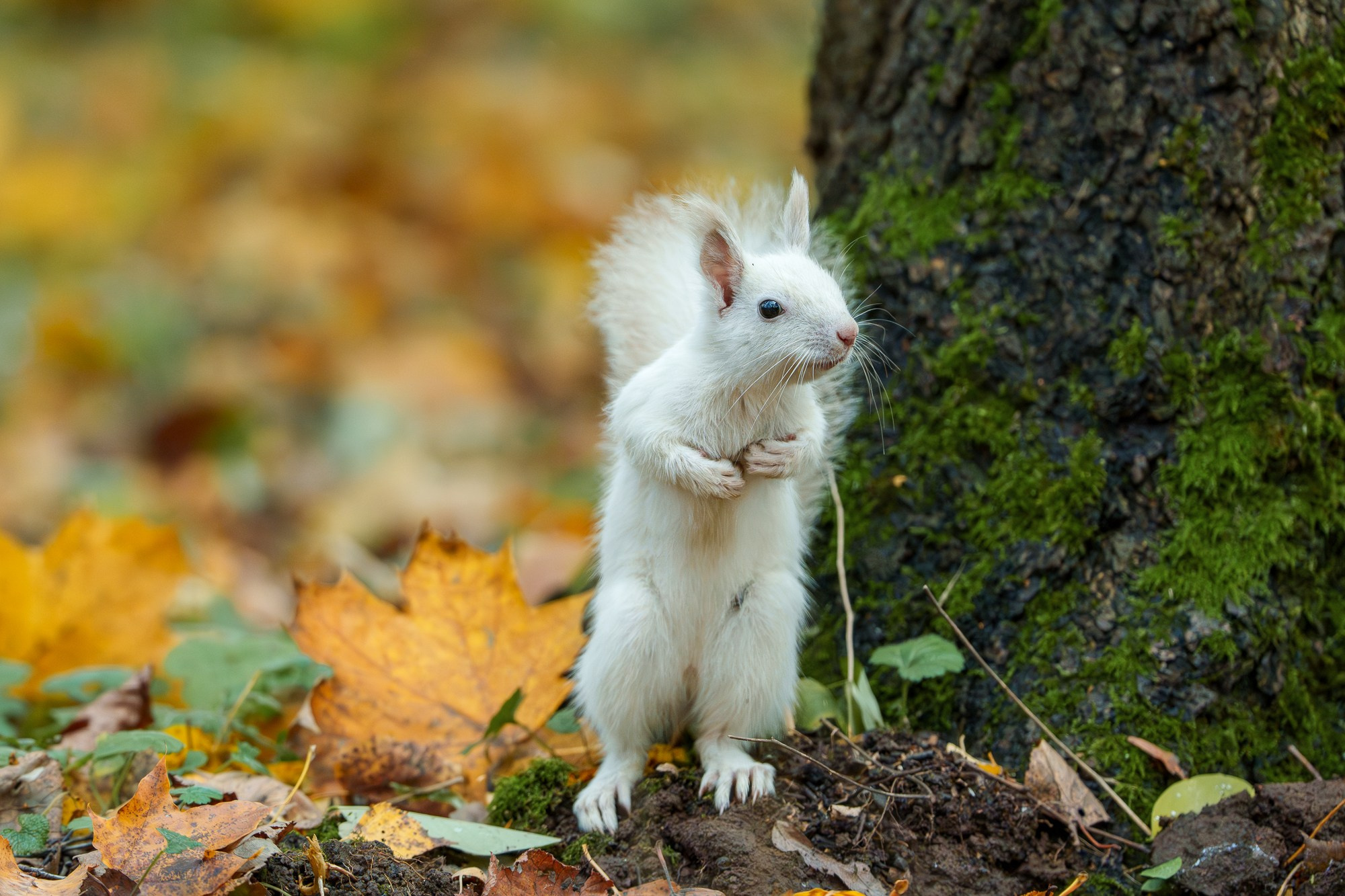 Животные. Ваш личный фотограф Марина Волкова