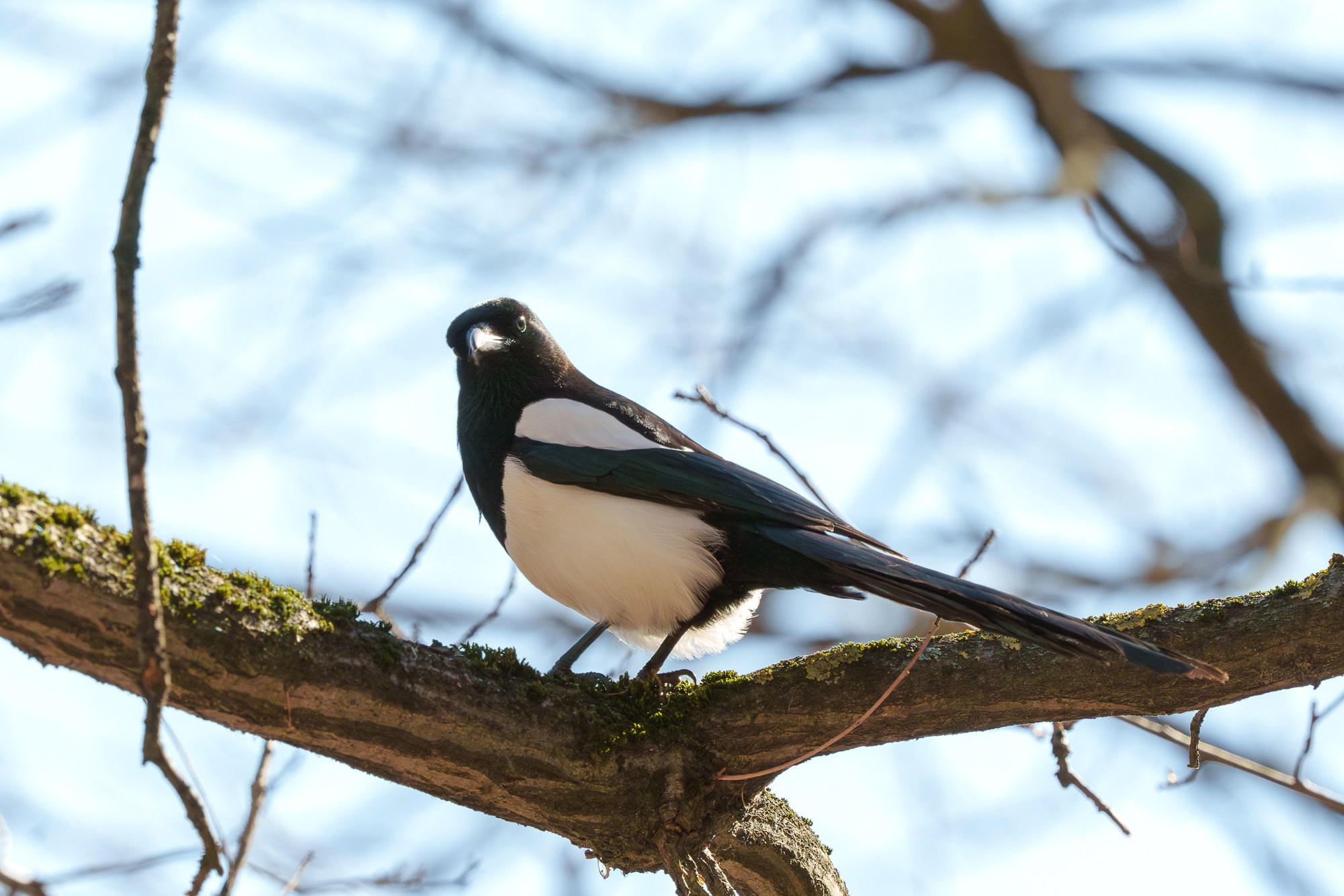 Удивительные мир птиц. Вокруг нас столько прекрасного — присмотритесь!. Ваш личный фотограф Марина Волкова