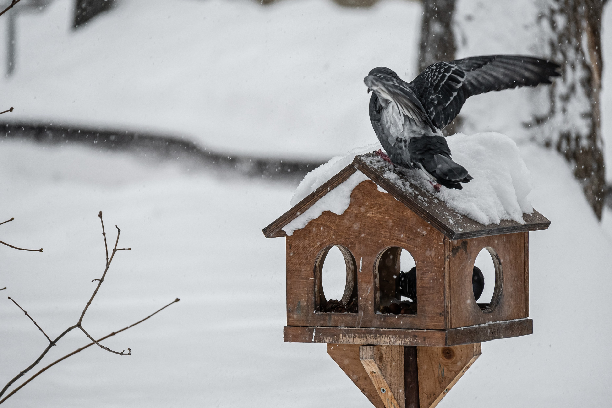 Снегопад. Репортажный фотограф