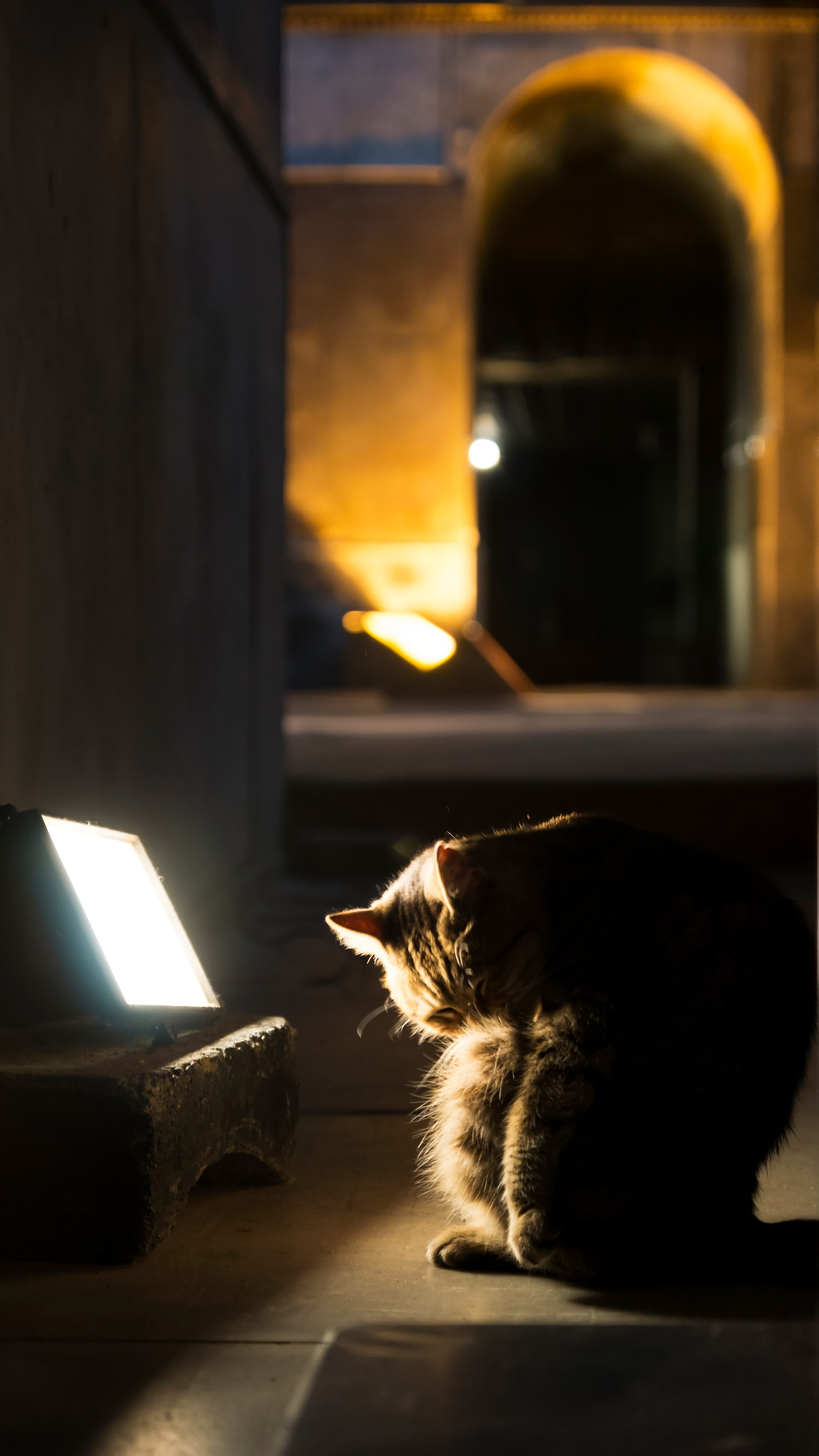 Стамбульские кошки. Фотограф-путешественник Самойлов Максим «Sly Fox»