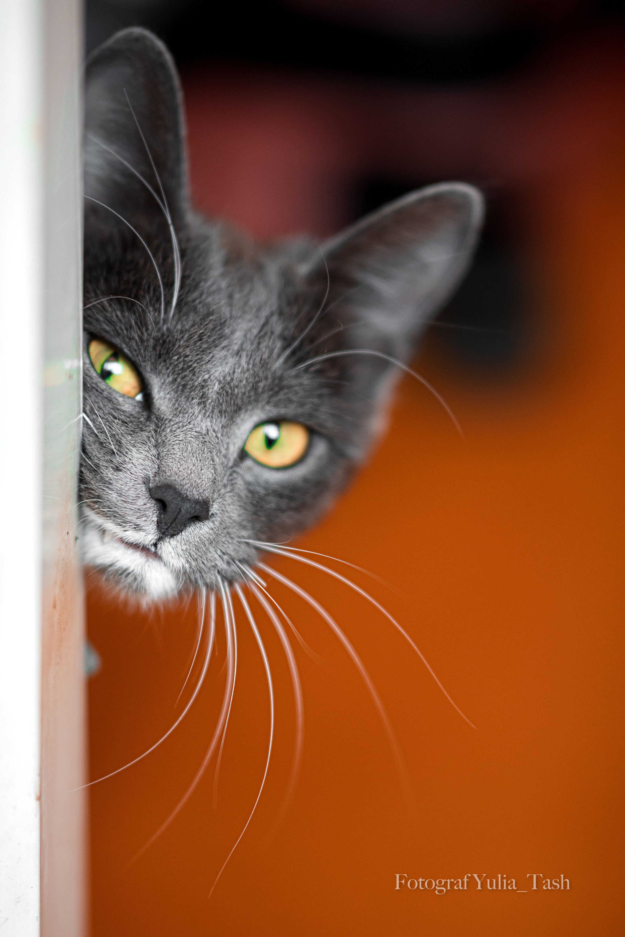 ВИОЛЕТТА. 1 апреля. Любимый фотограф