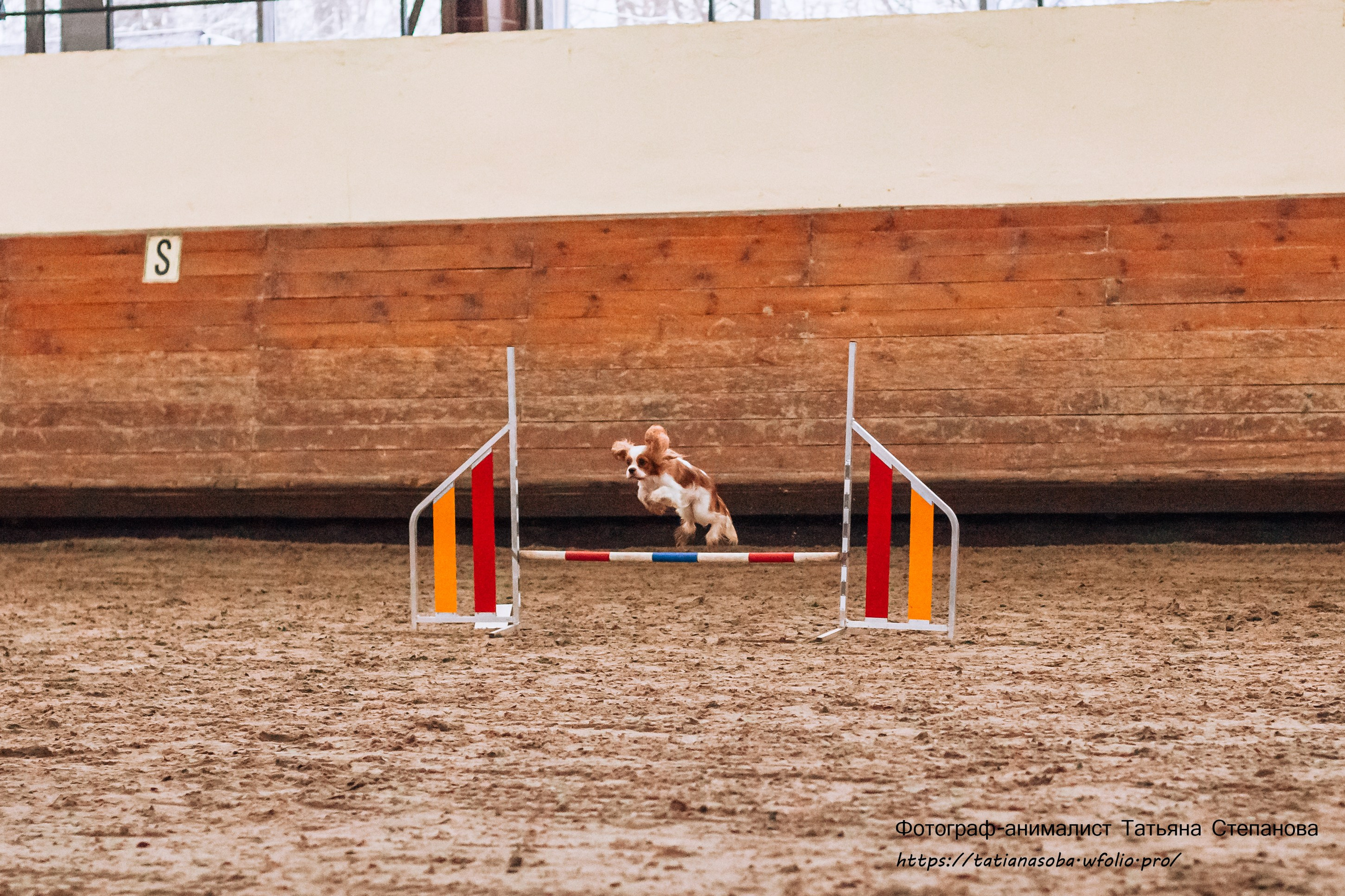 Соревнования по Аджилити 25.02.2024. Фотограф-анималист Татьяна Степанова
