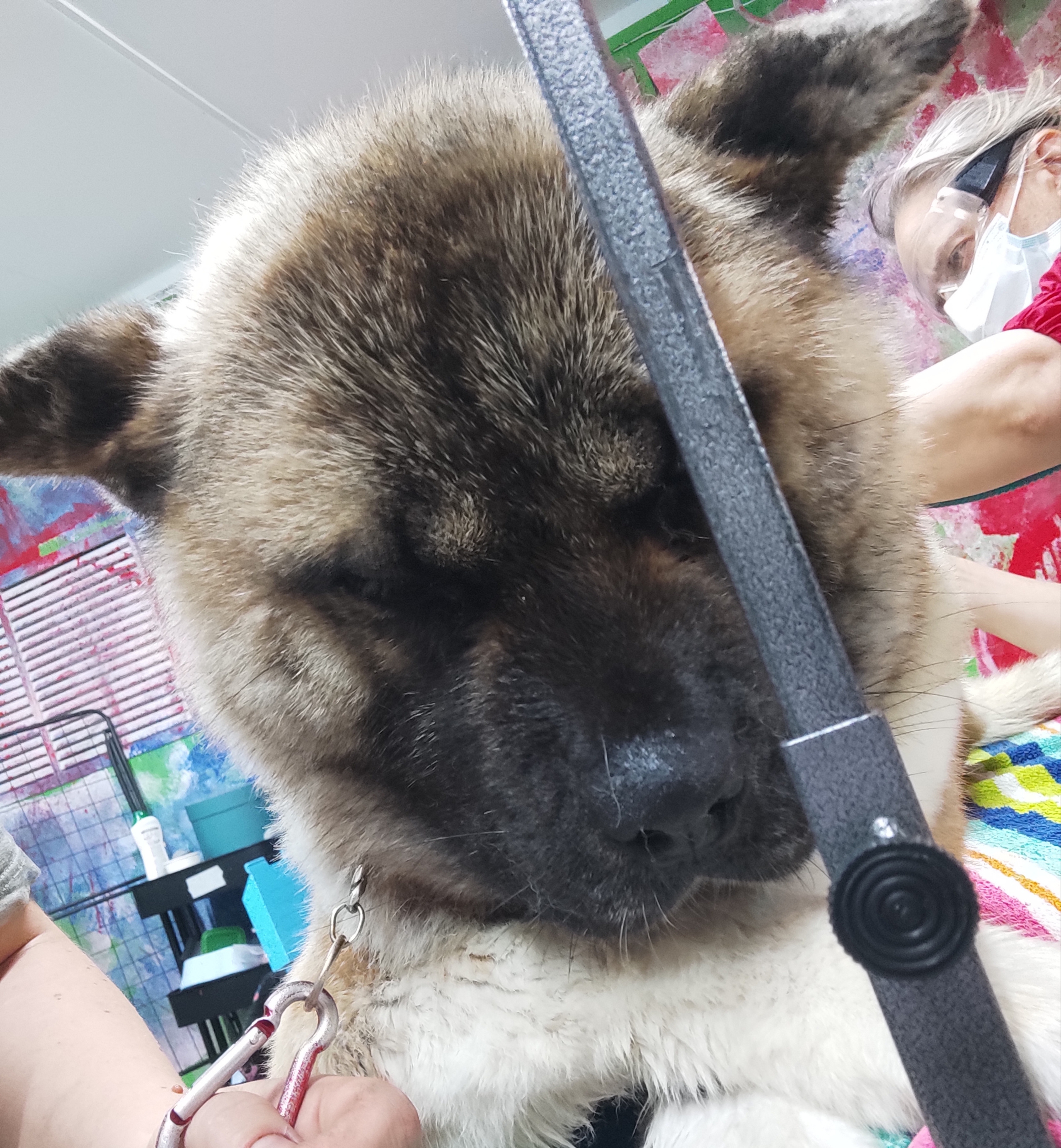 RUBYLIGHT MONICA * Моника , Американская акита Санкт-Петербург, питомник RUBYLIGHT