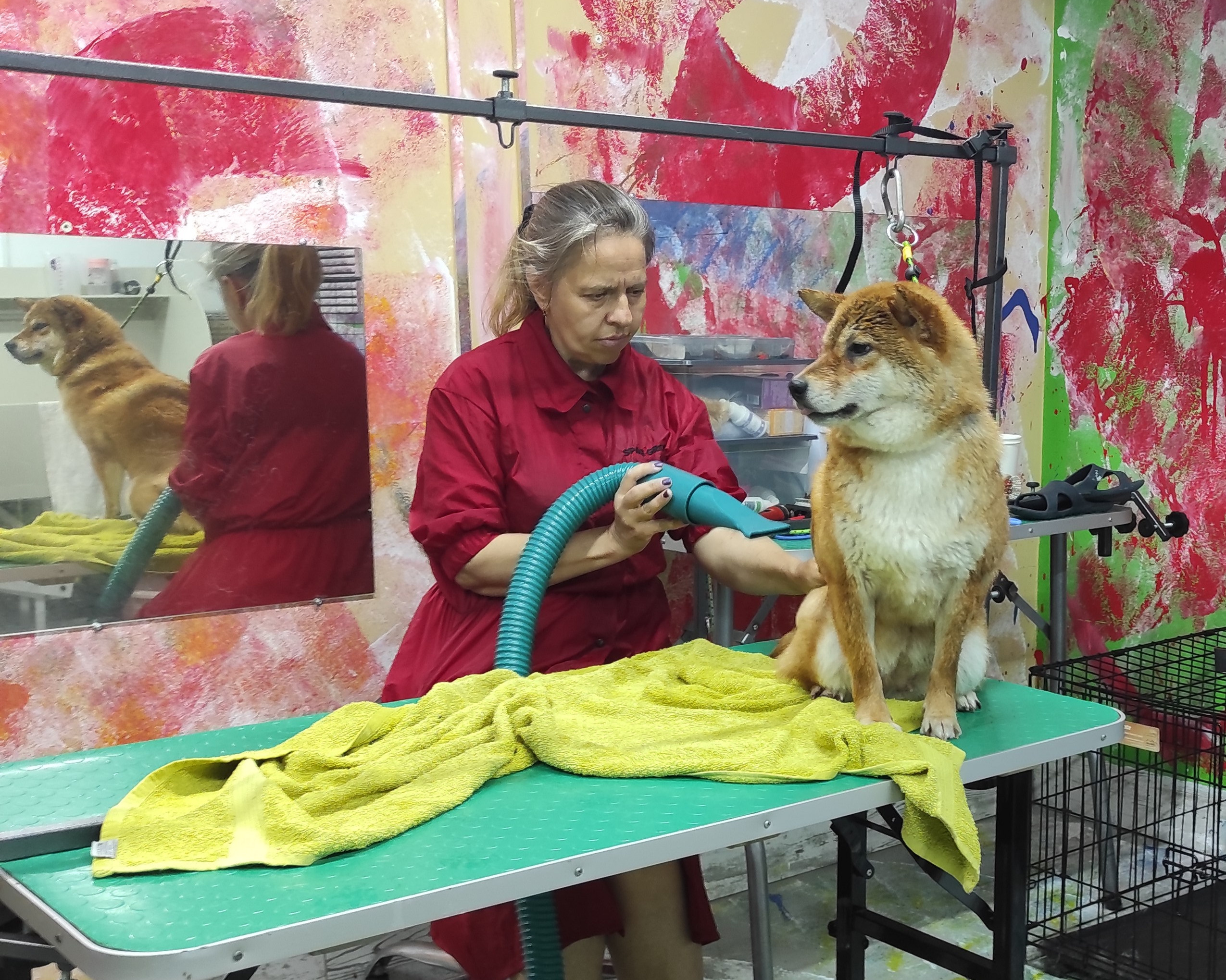 Питомник Рубилайт Сиба Эми* Exceligmos Zaffiro Verde 