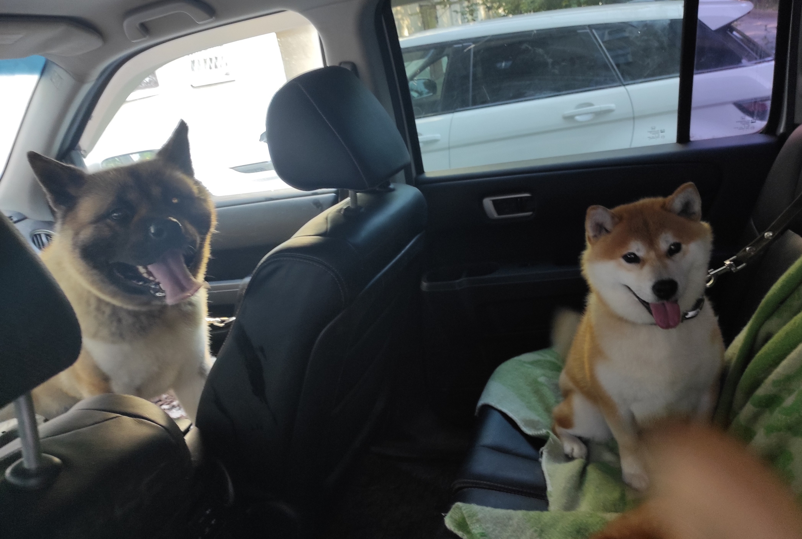 Ассоль * HANDZIMEMESITE ASOLL  сиба питомник Rubylight