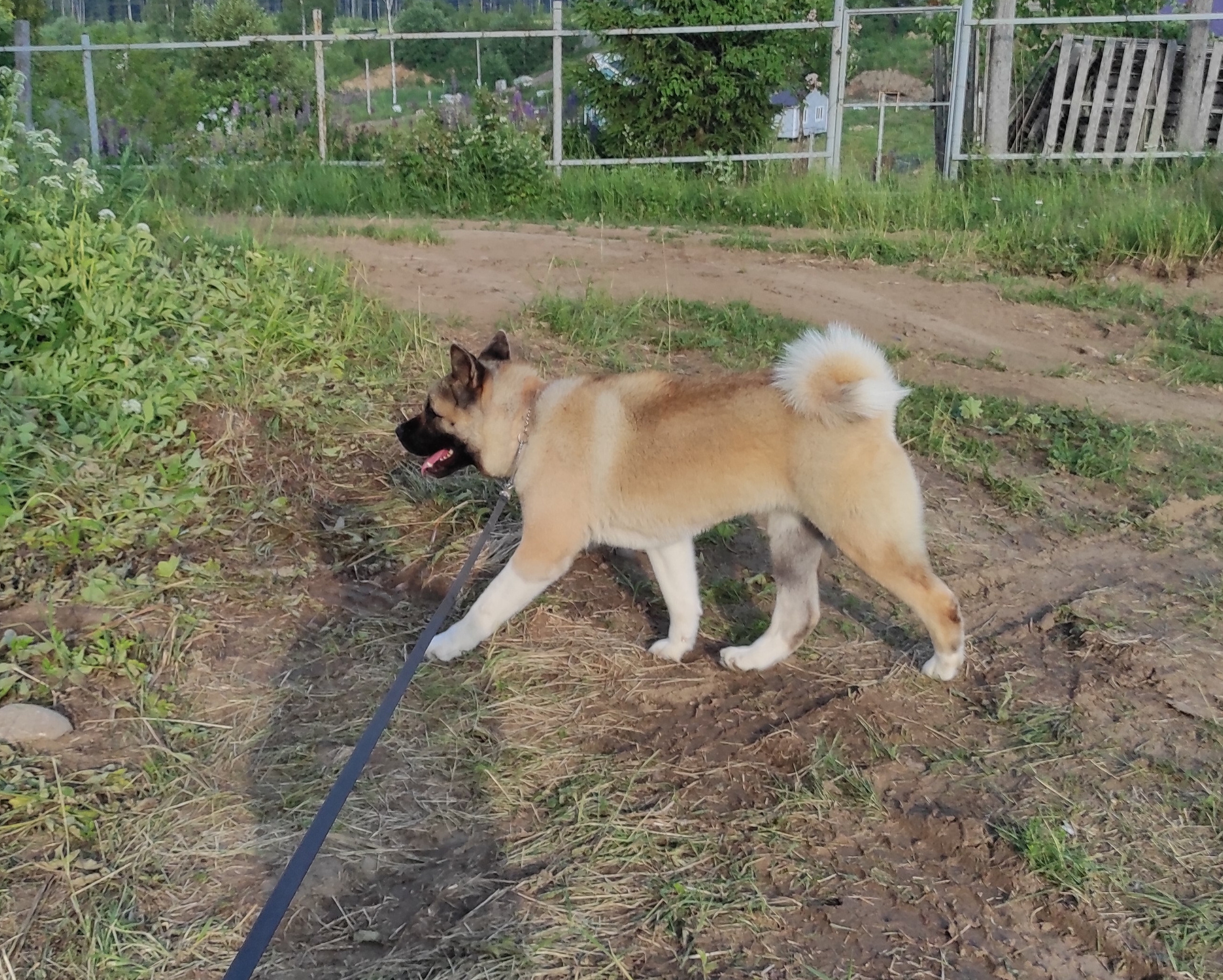 RUBYLIGHT MONICA * Моника , Американская акита Санкт-Петербург, питомник RUBYLIGHT