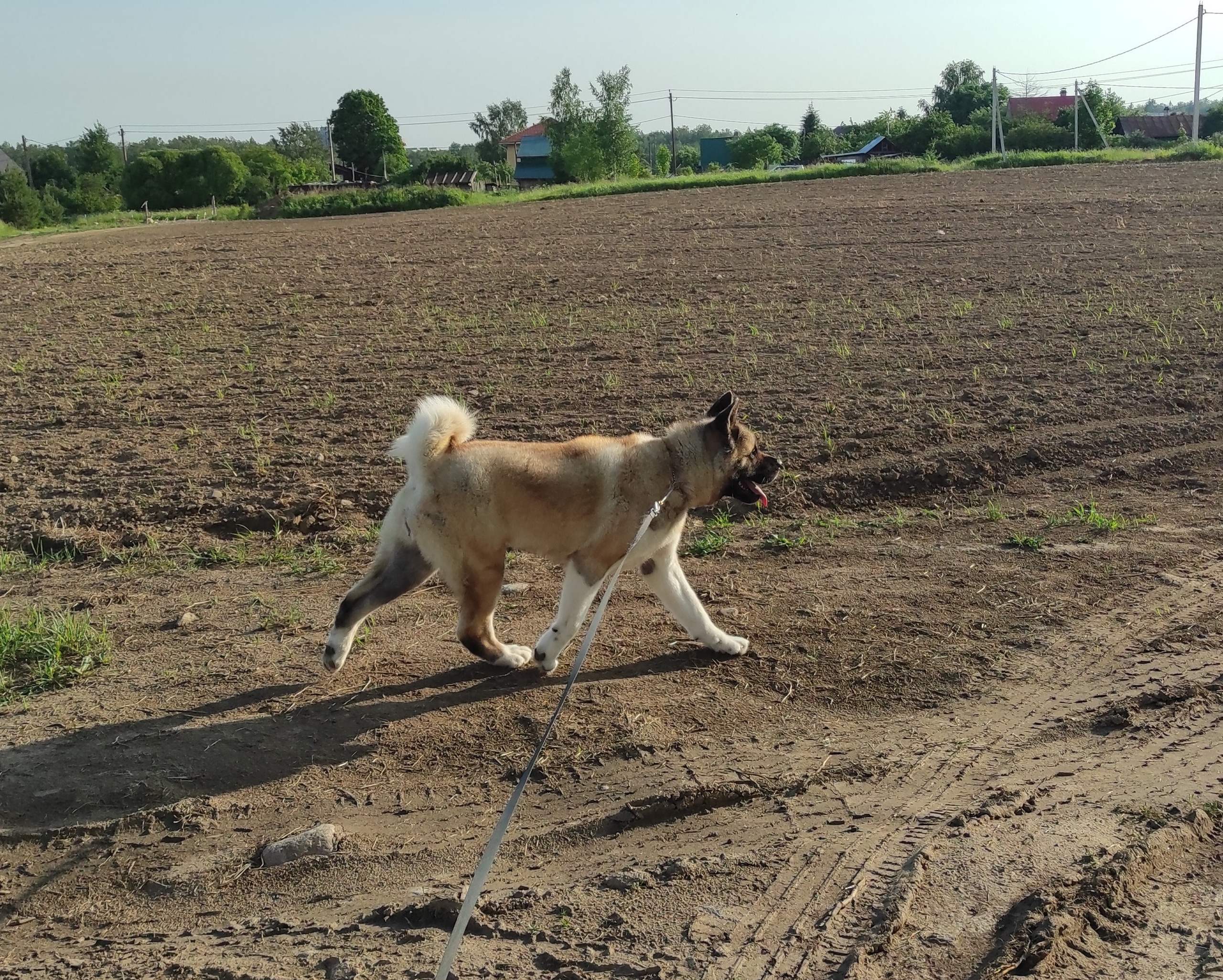 Американская акита питомник RUBYLIGHT. Американская акита I Сиба ину I Питомник RUBYLIGHT