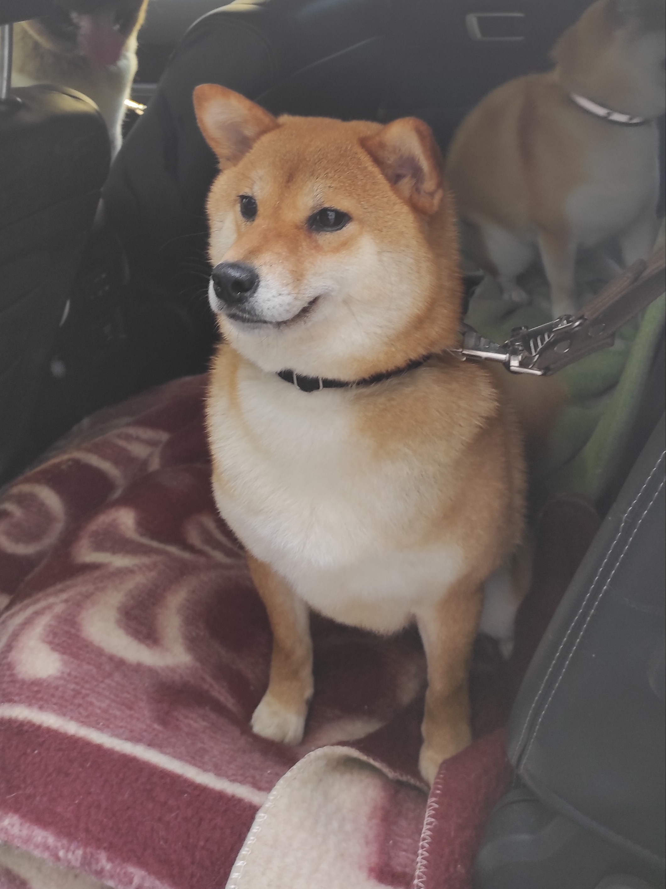 Питомник Рубилайт Сиба Эми* Exceligmos Zaffiro Verde 